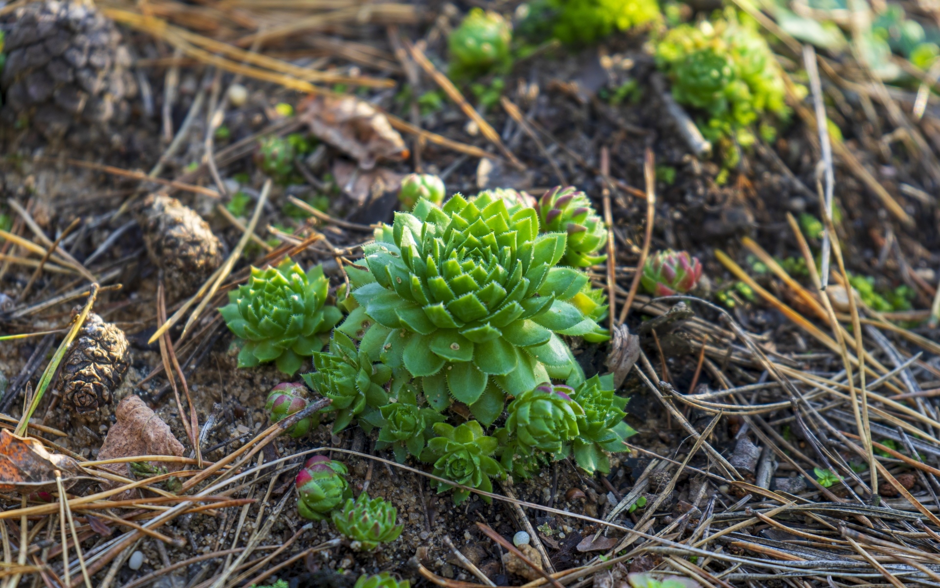 Зеленые растения суккуленты на земле