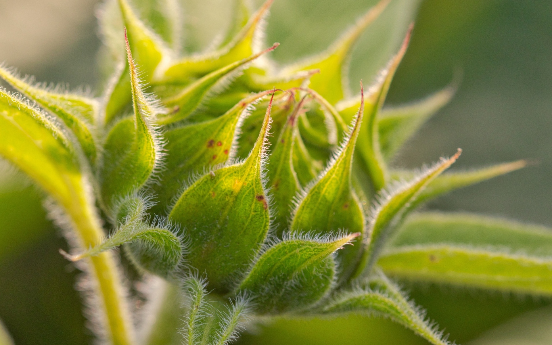 Зеленый нераспустившийся цветок подсолнуха