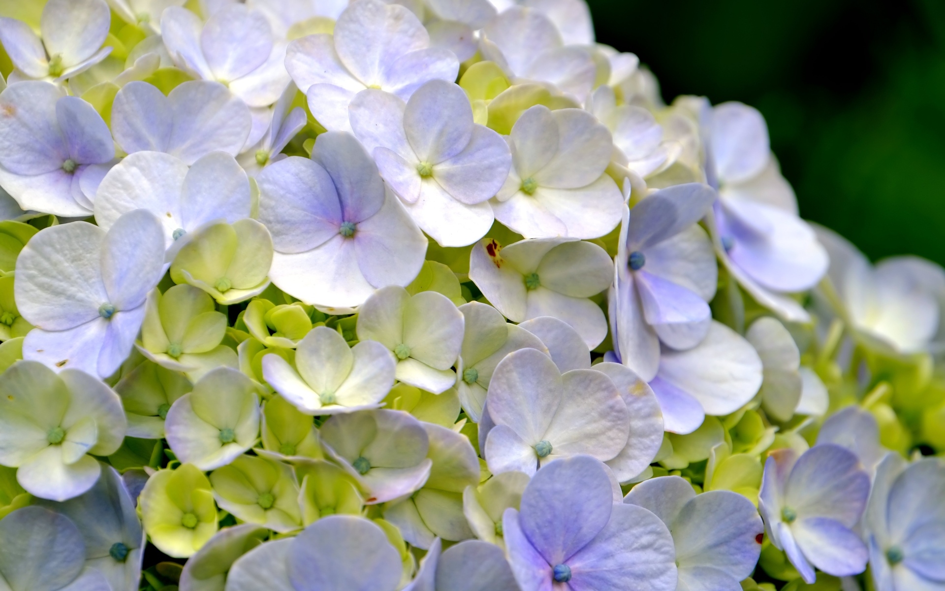 Цветы гортензии крупным планом
