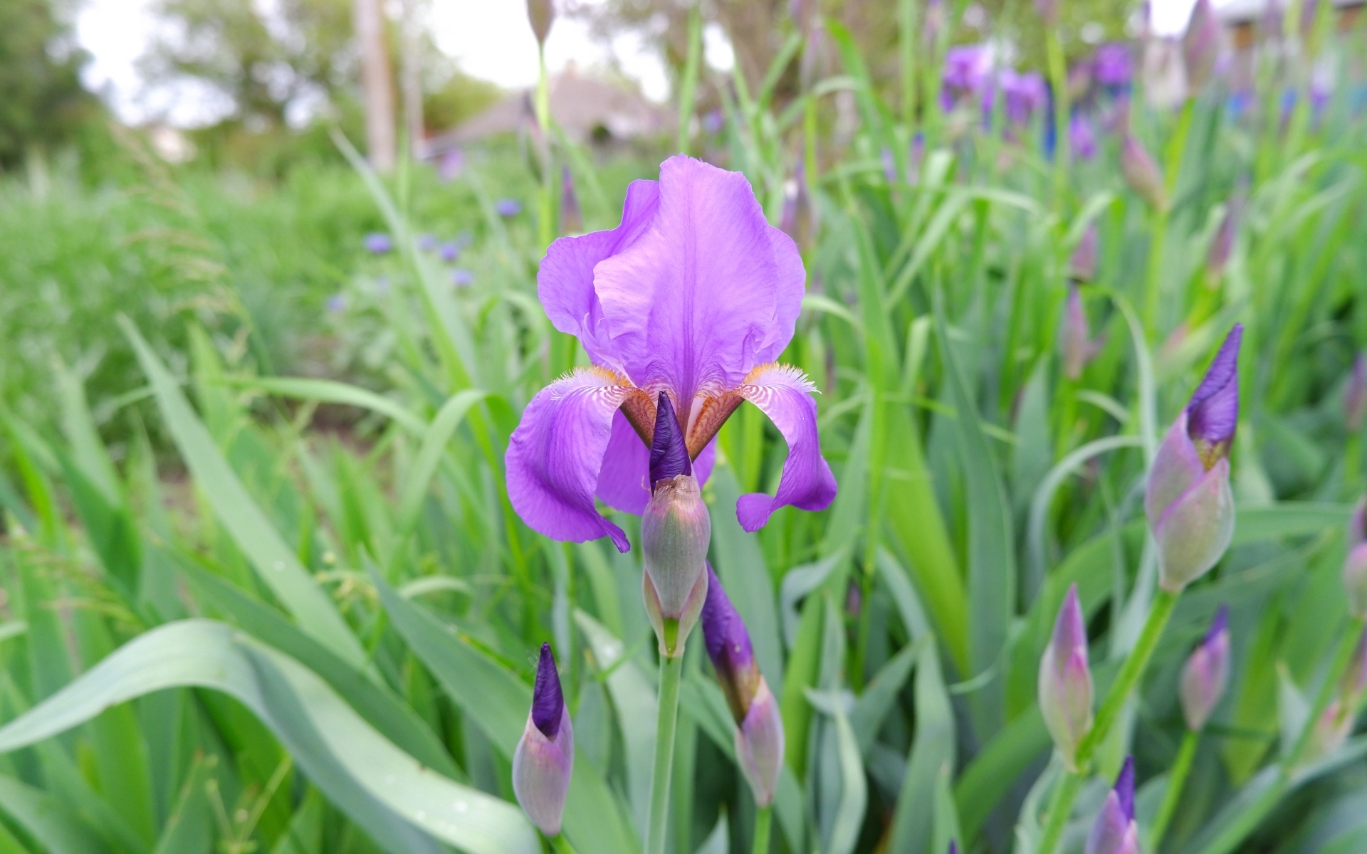 Цветы ирисы с бутонами на клумбе