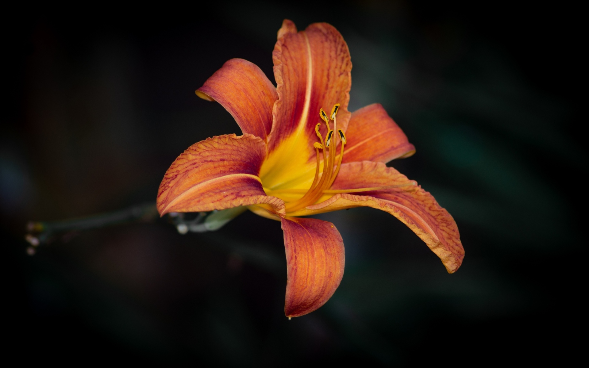 Большая оранжевая лилия на черном фоне