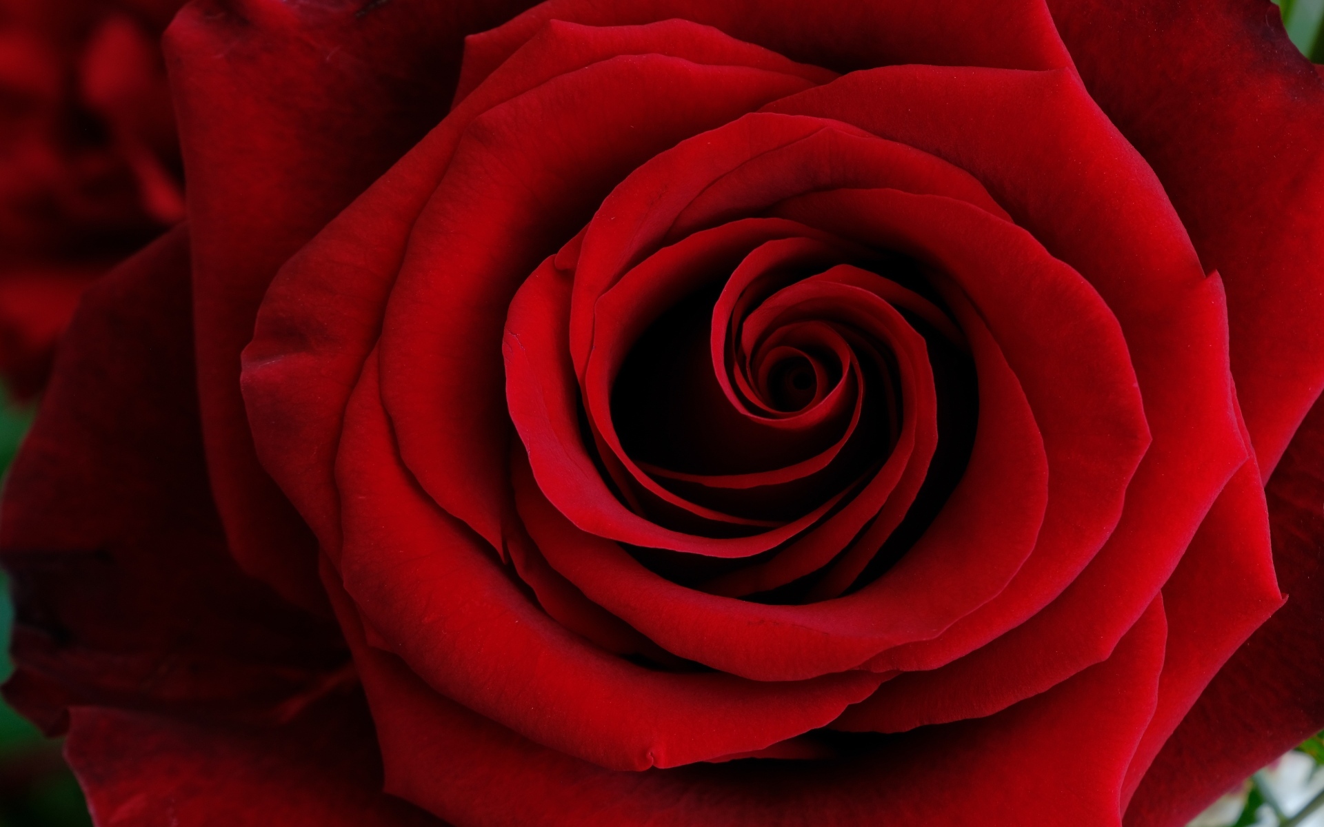 Крупные алые лепестки розы