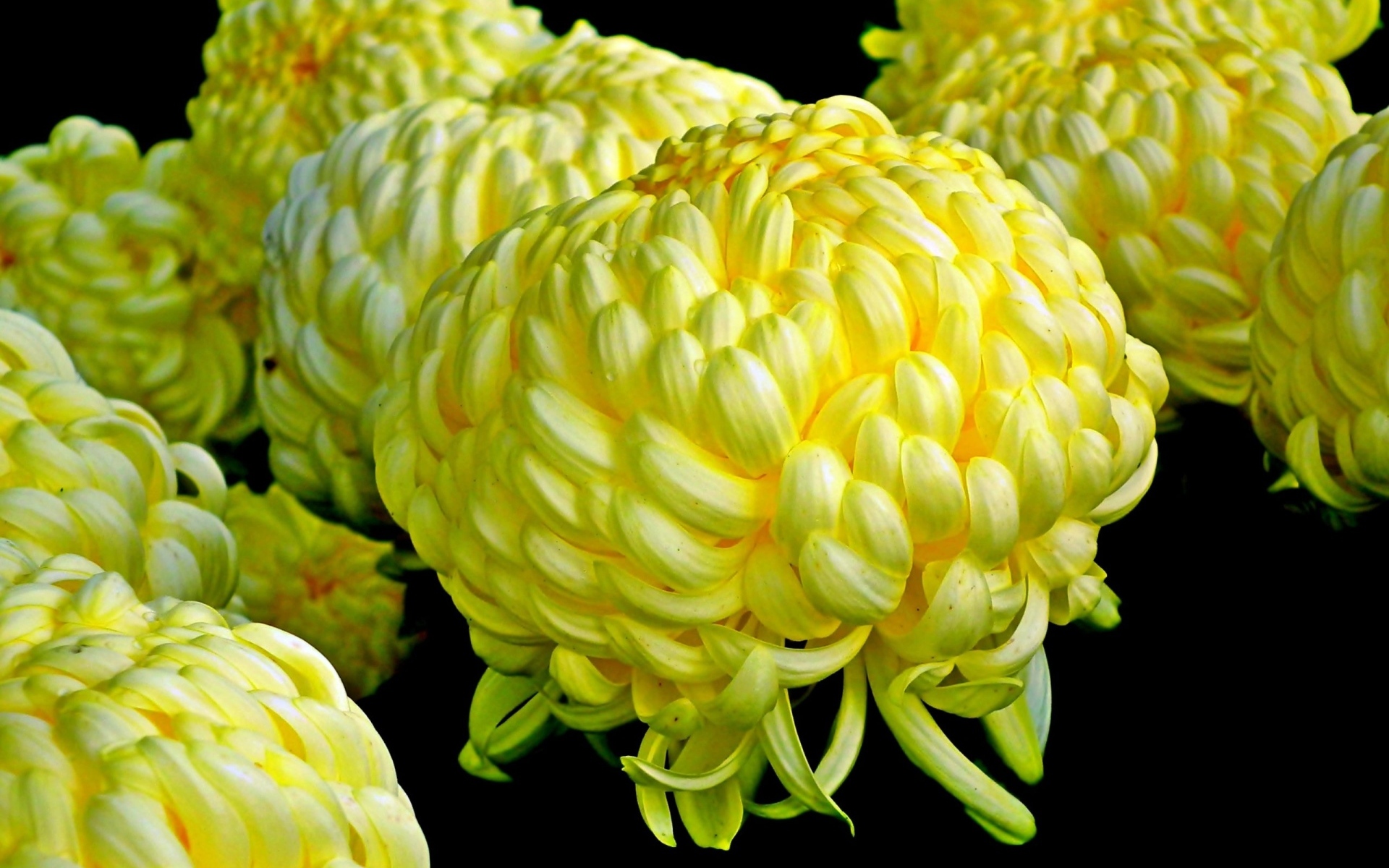 Большие желтые цветы хризантемы на черном фоне