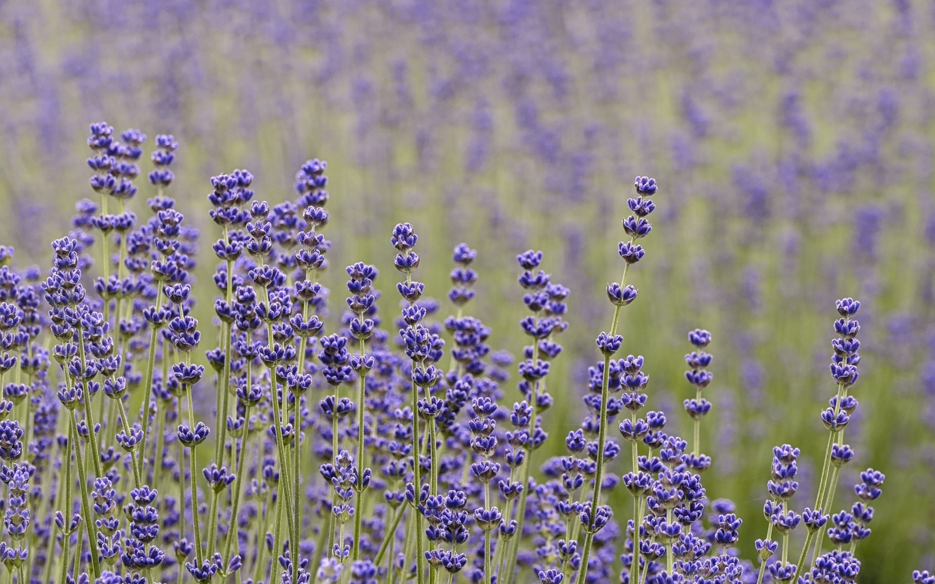 Лаванда на поле крупным планом