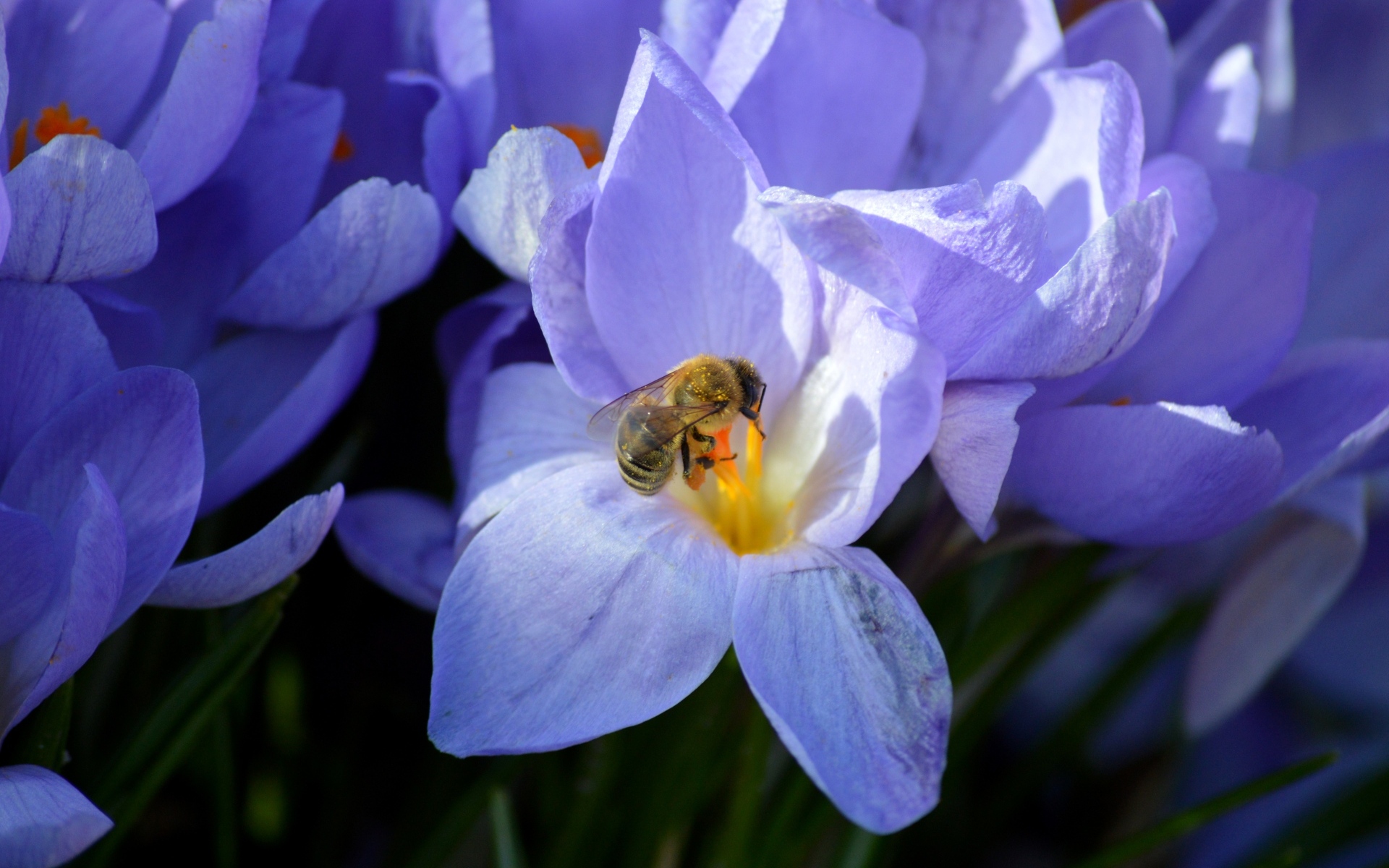 Сиреневый цветок крокуса с пчелой