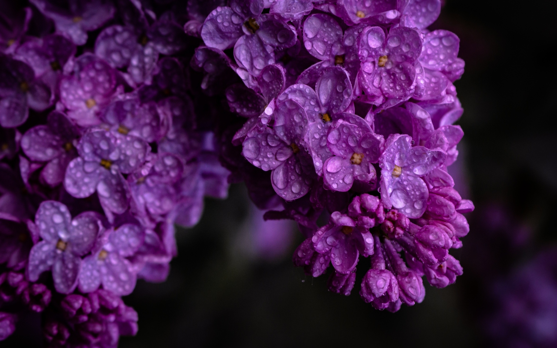 Цветы сирени в каплях воды крупным планом