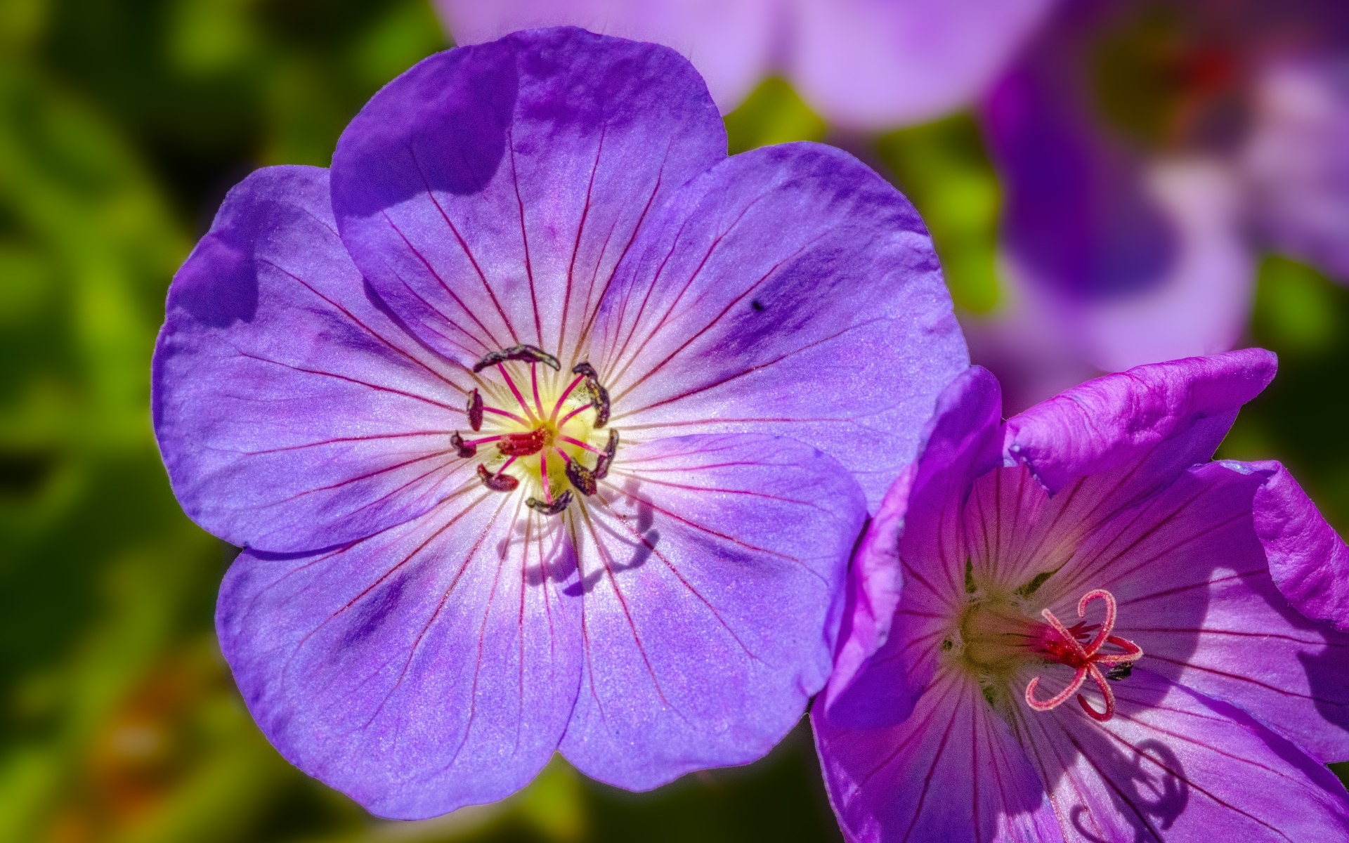 Сиреневые цветы флокса крупным планом