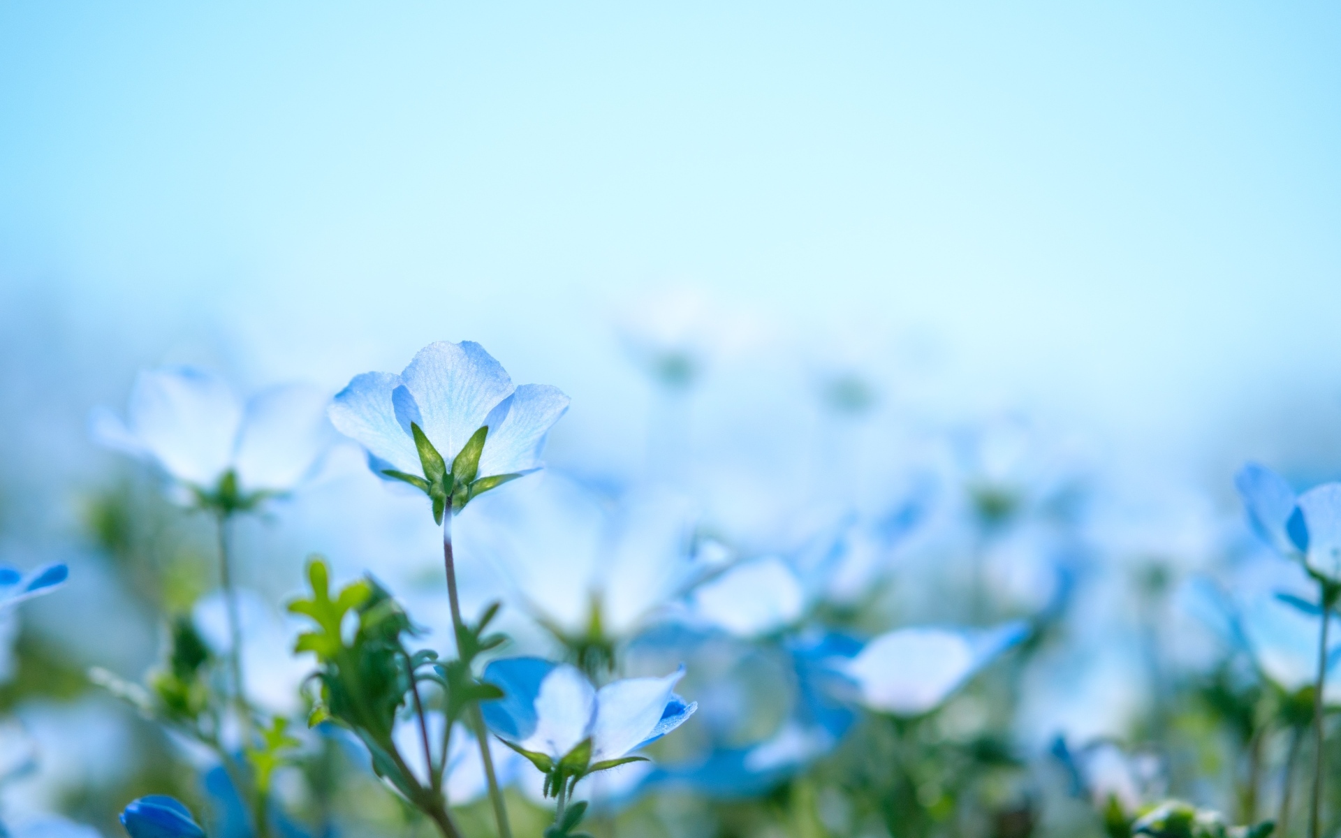 Маленькие синие незабудки на поле 