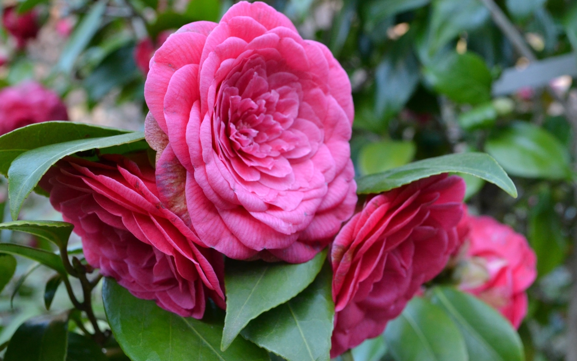 Много розовых цветов камелии