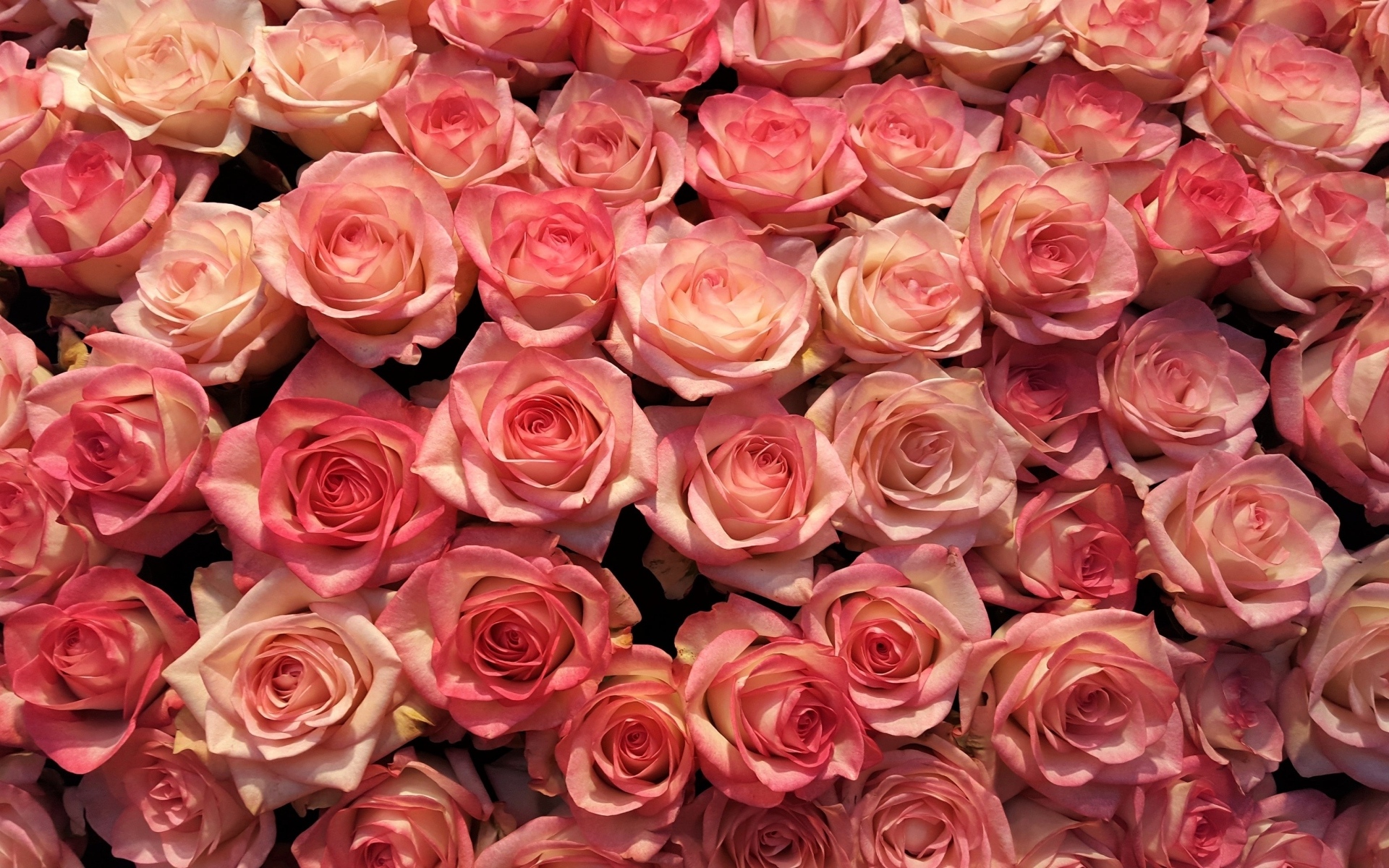 Много розовых роз на фон