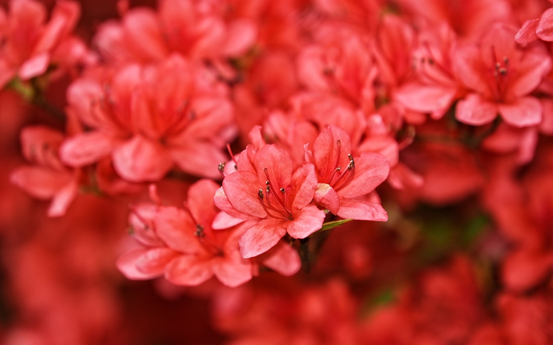 Много красных цветов рододендрона