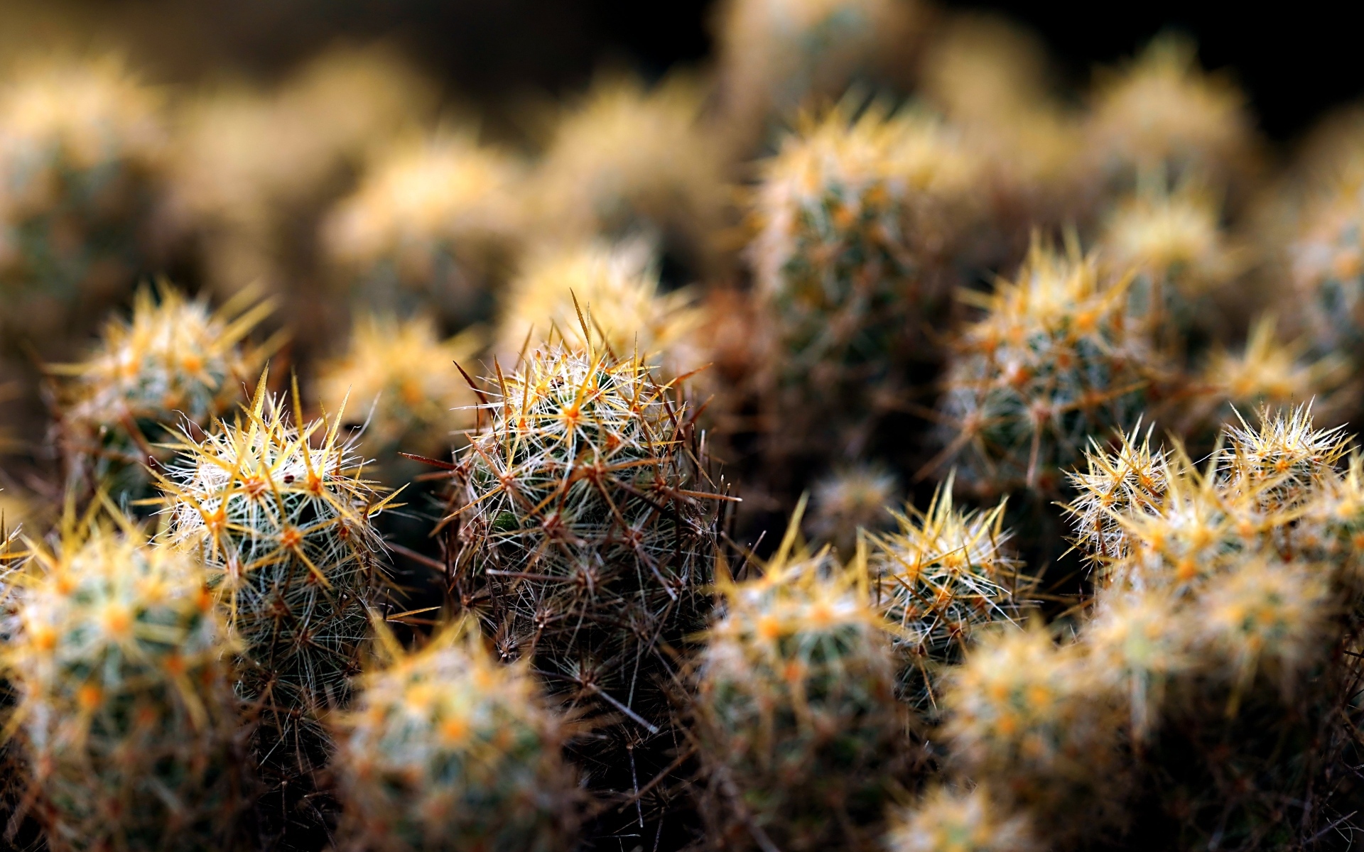 Много маленьких колючих кактусов