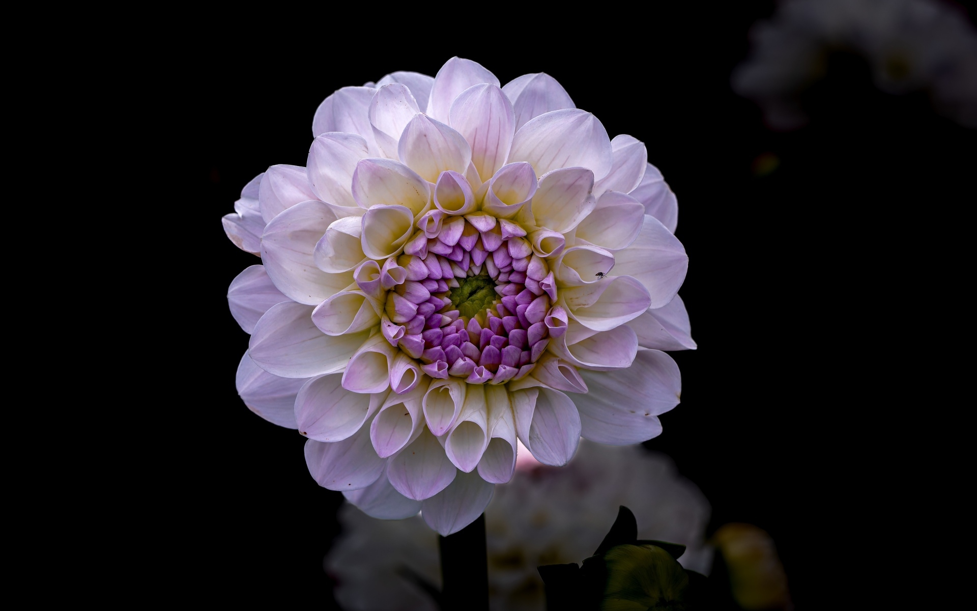 Пышная сиреневая георгина крупным планом