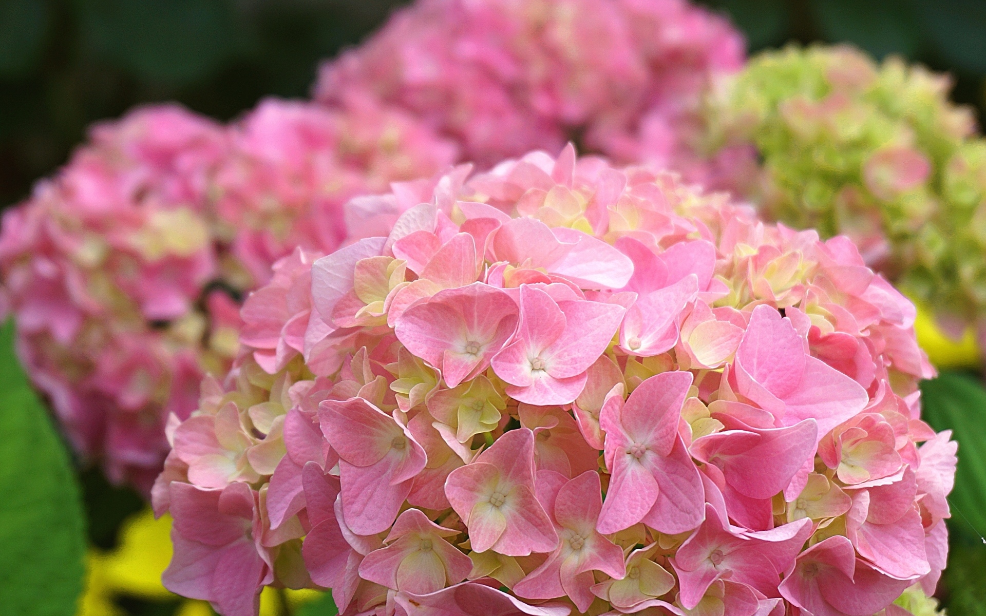 Много розовых крупных цветов гортензии