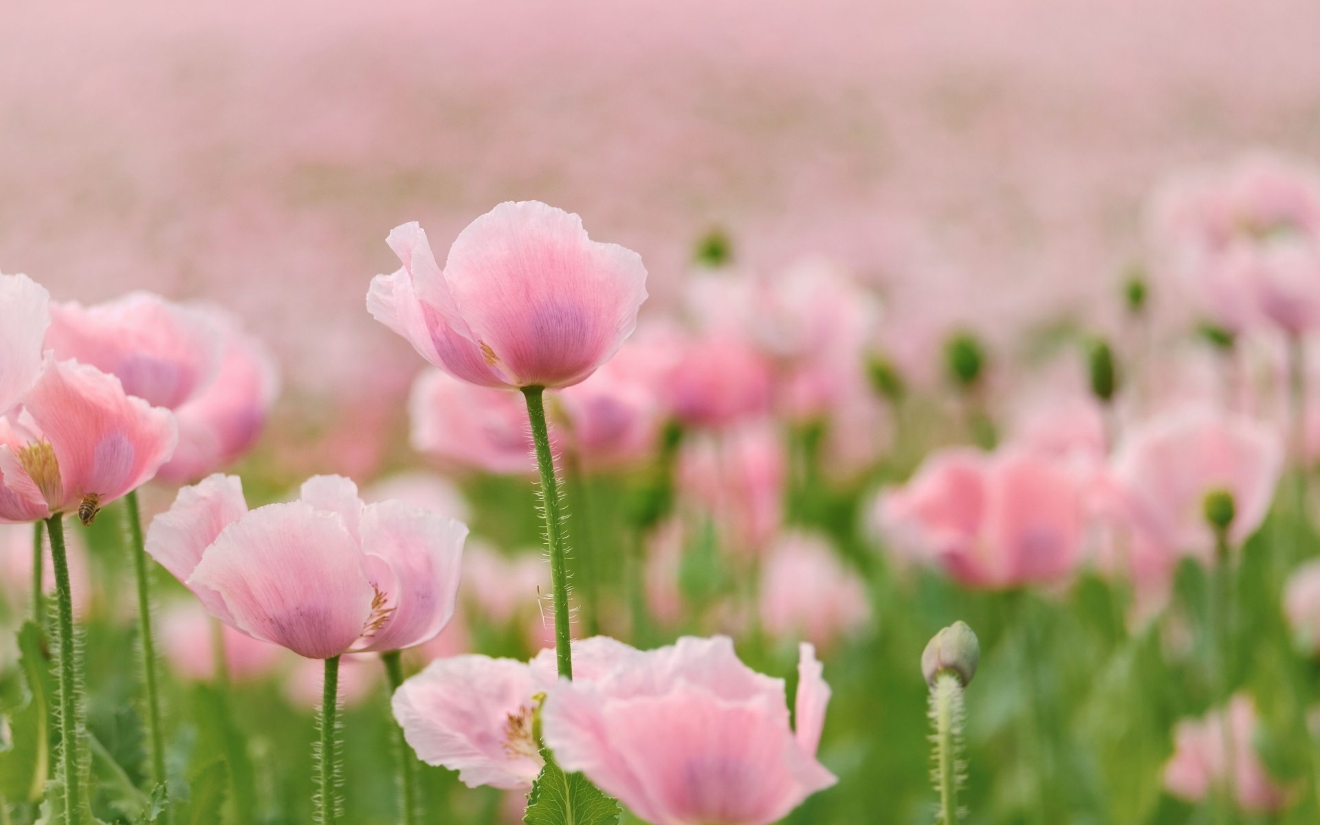 Много розовых цветов мака на поле