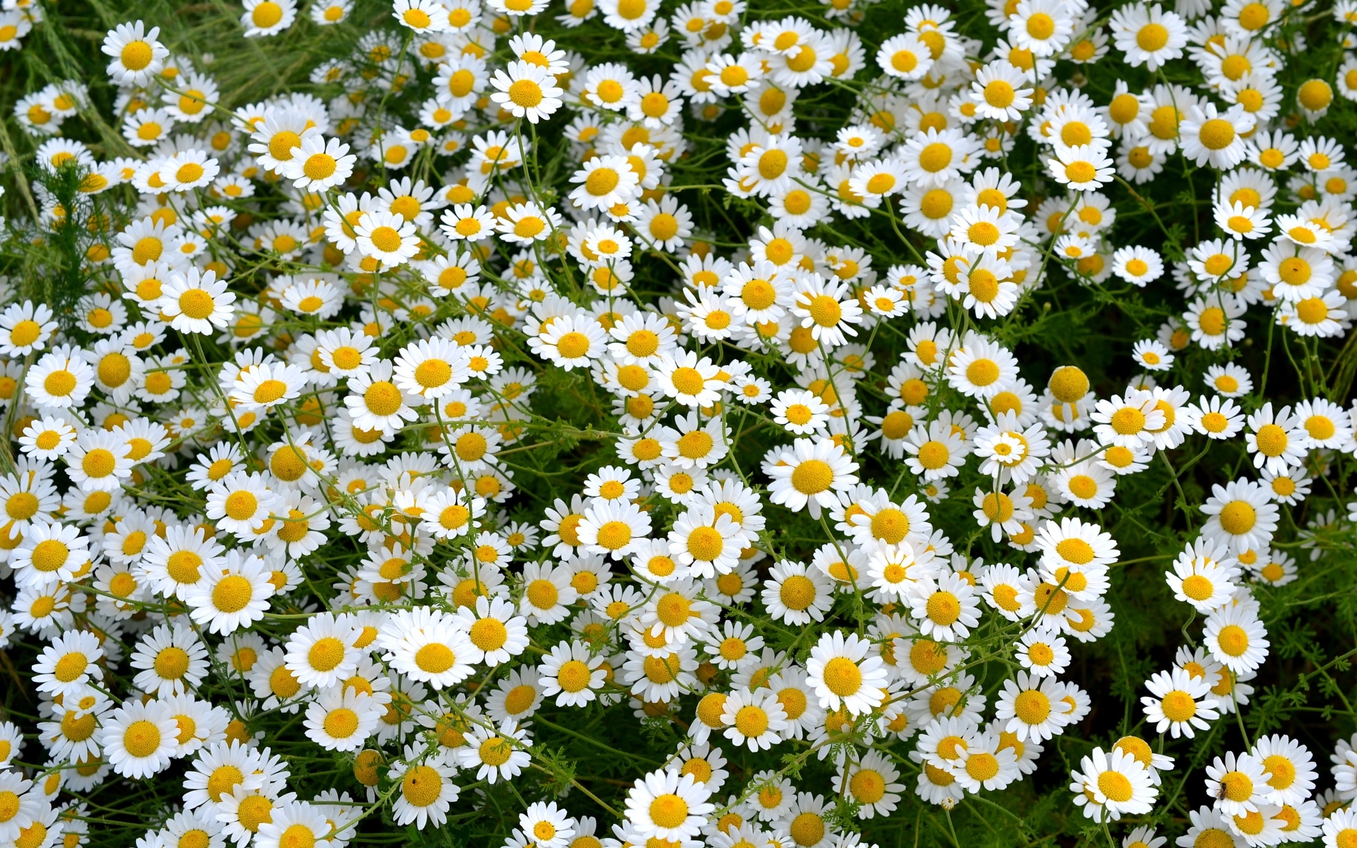 Много мелких цветов лекарственной ромашки