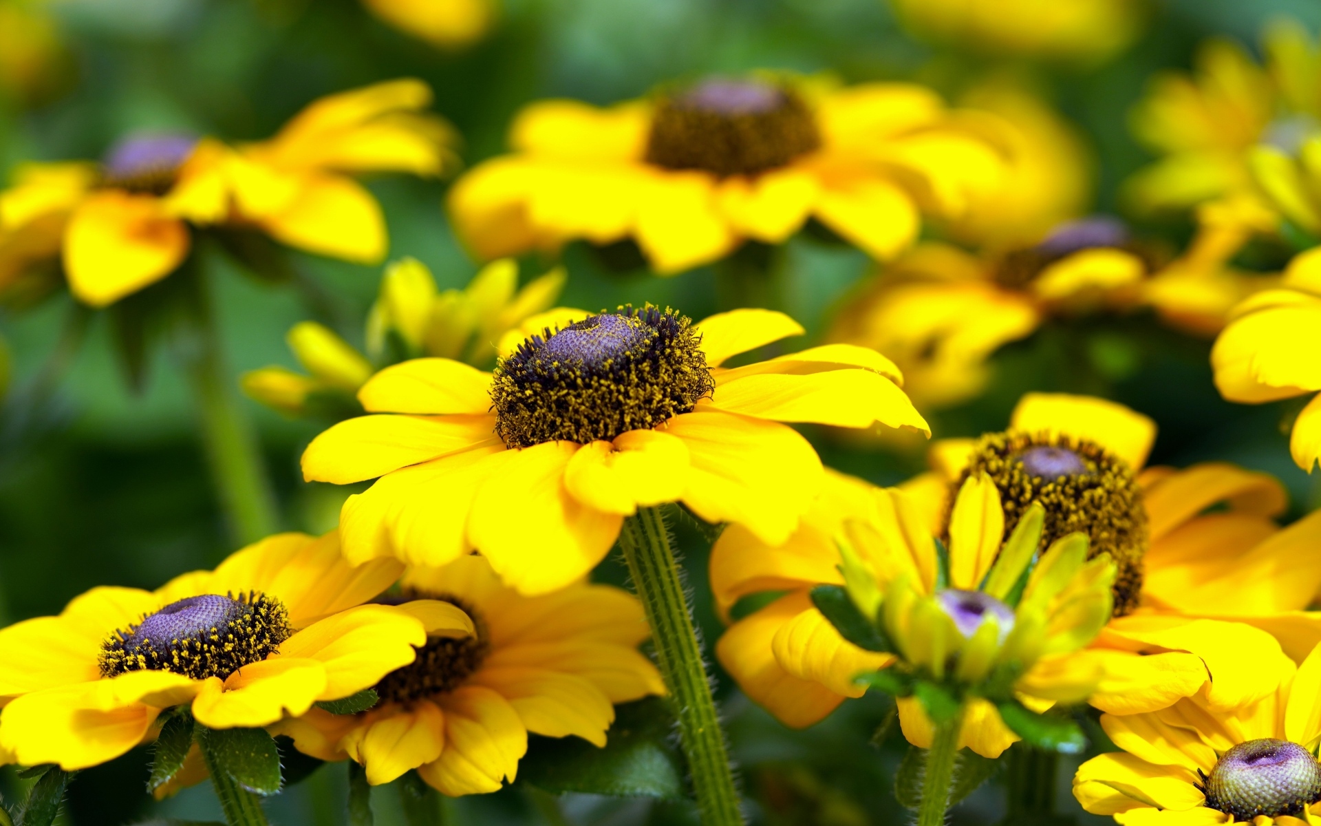 Много желтых садовых цветов рудбекия