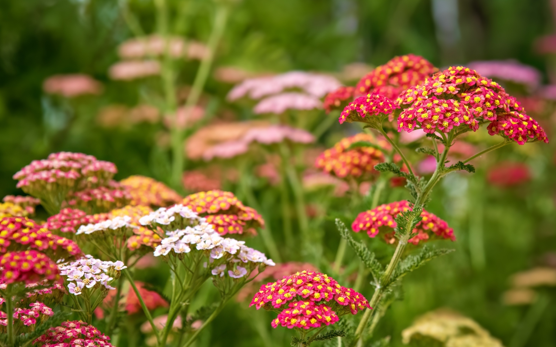 Разноцветные мелкие цветы на клумбе