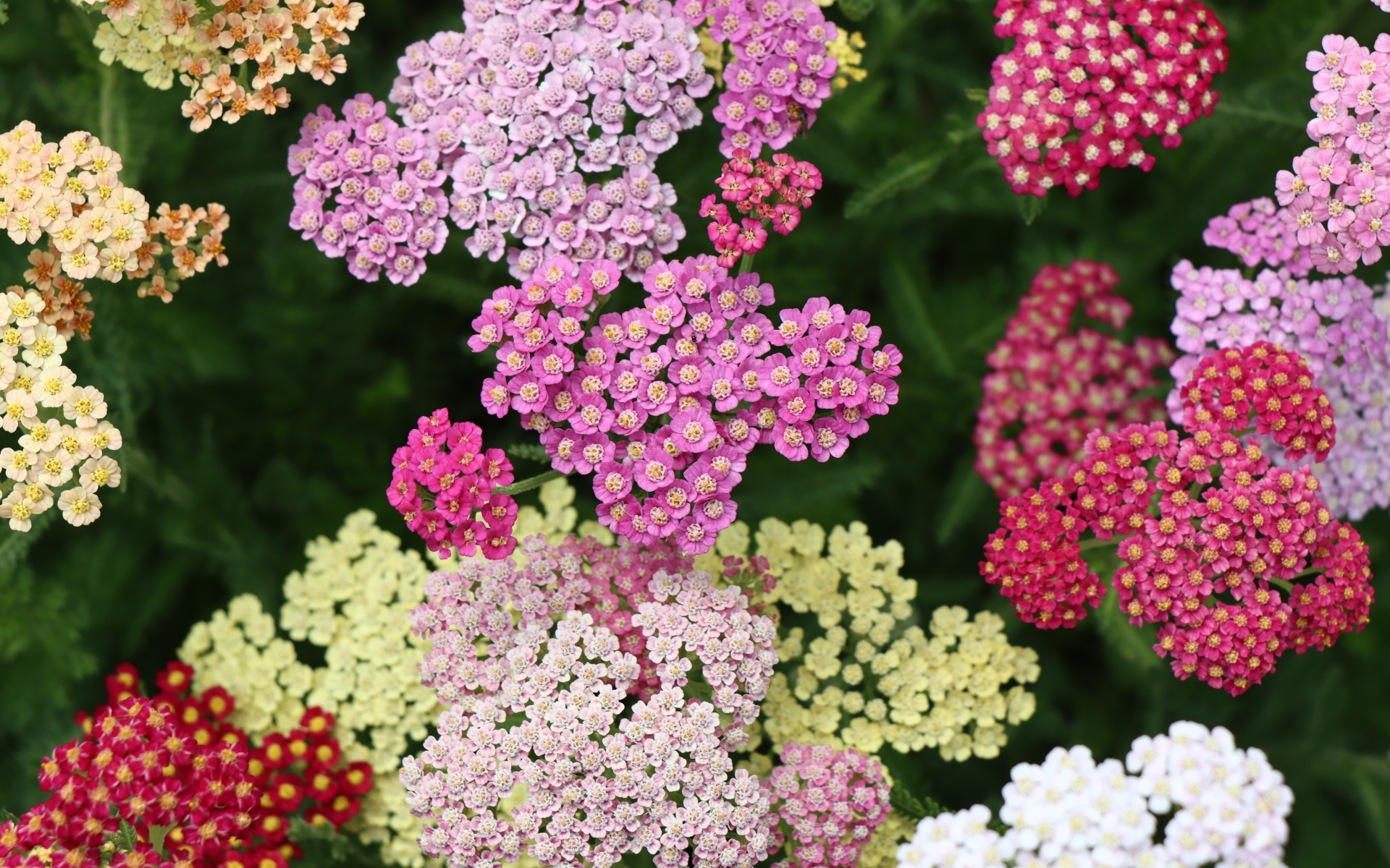 Разноцветные красивые цветы тысячелистника