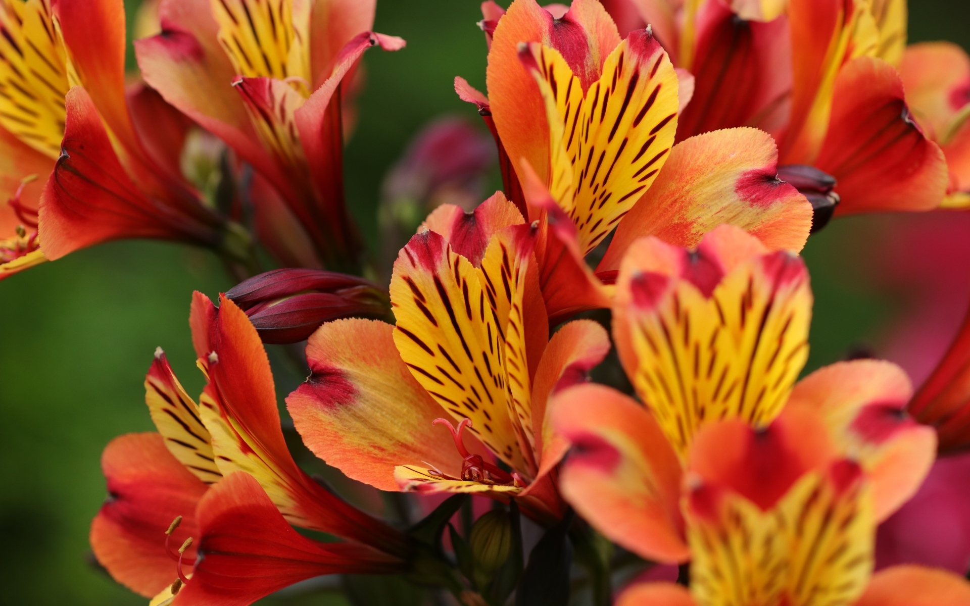 Оранжевые цветы альстромерии крупным планом