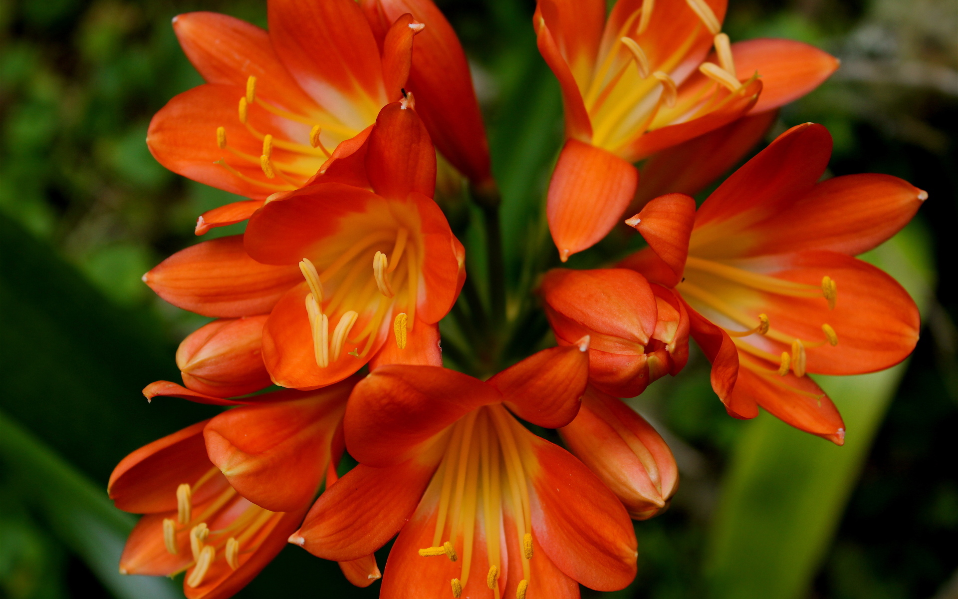 Оранжевые цветы амариллис крупным планом