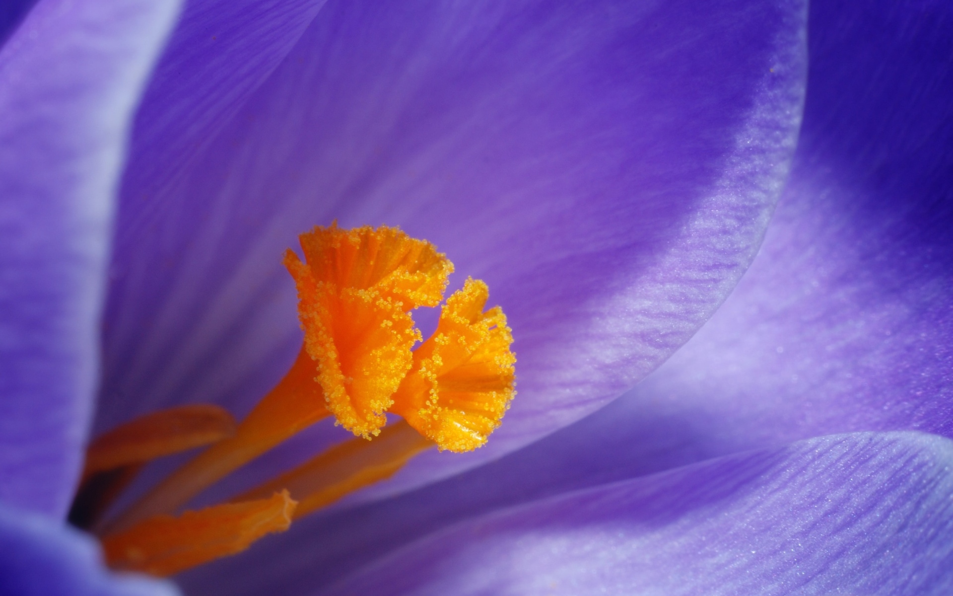 Оранжевая серединка фиолетового крокуса