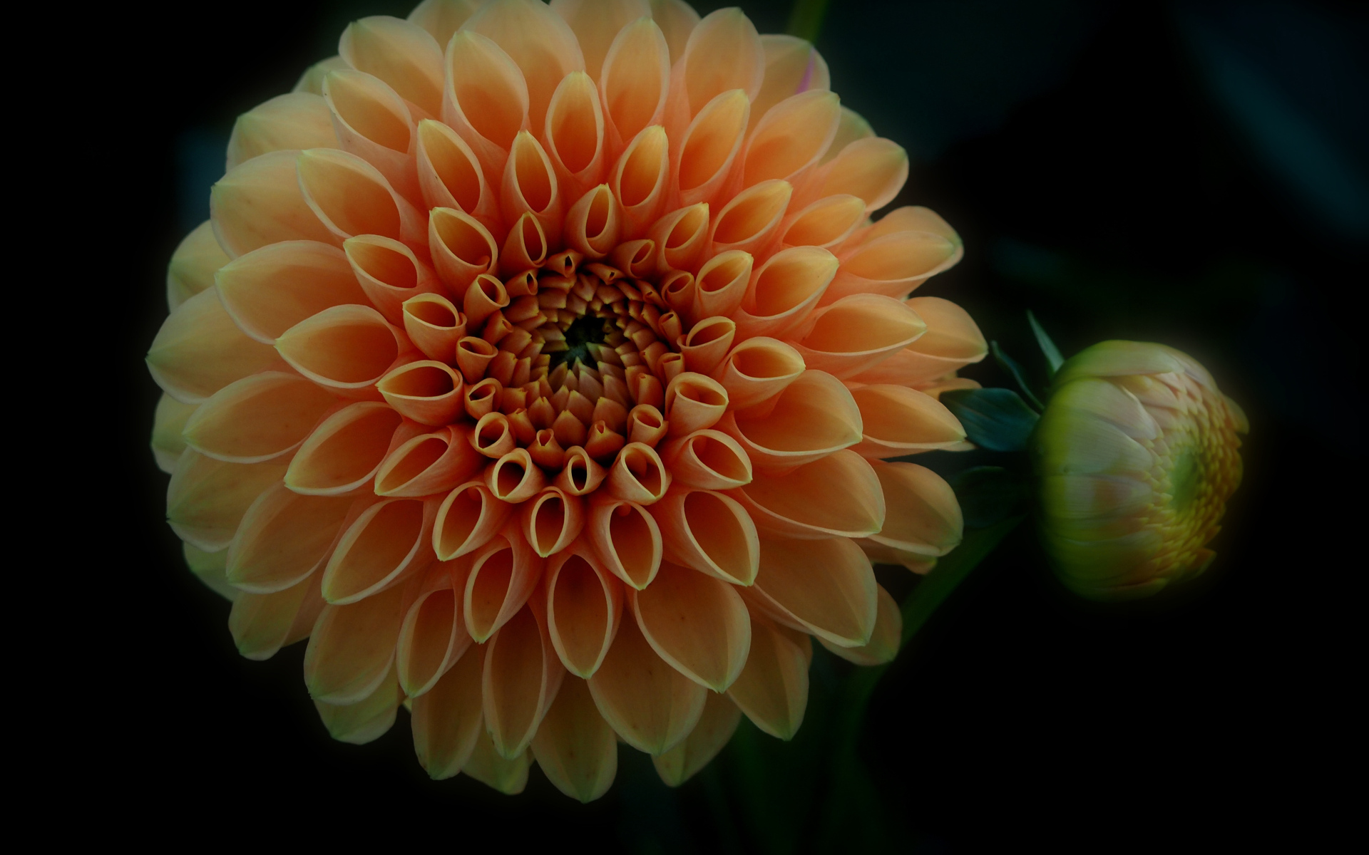 Оранжевый цветок георгина с бутоном на черном фоне