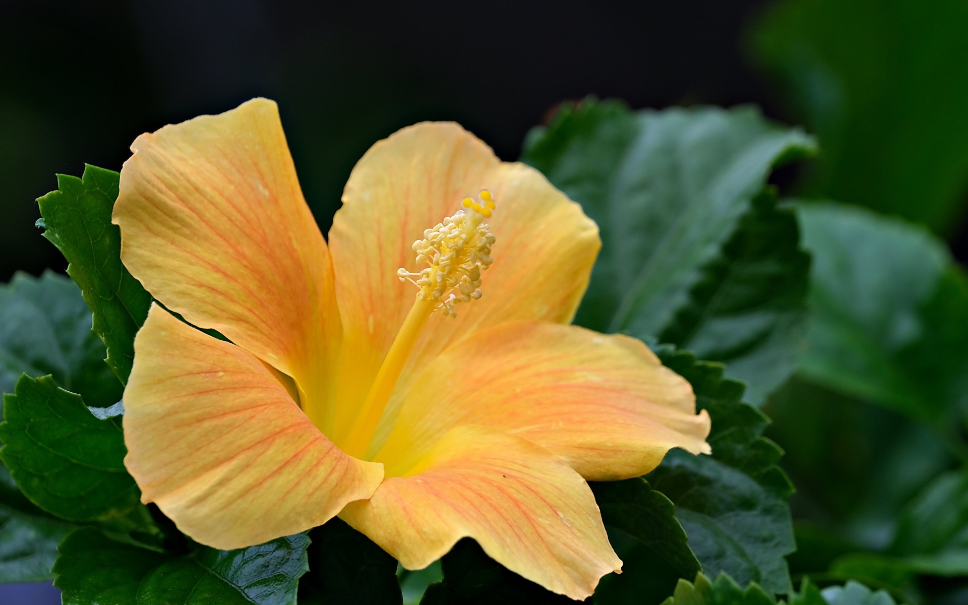 Оранжевый цветок гибискуса в зеленых листьях