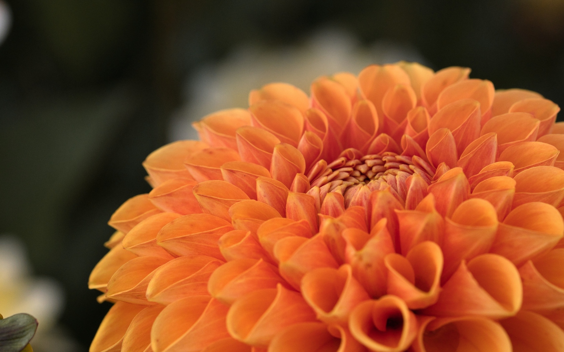 Оранжевая пышная георгина вблизи