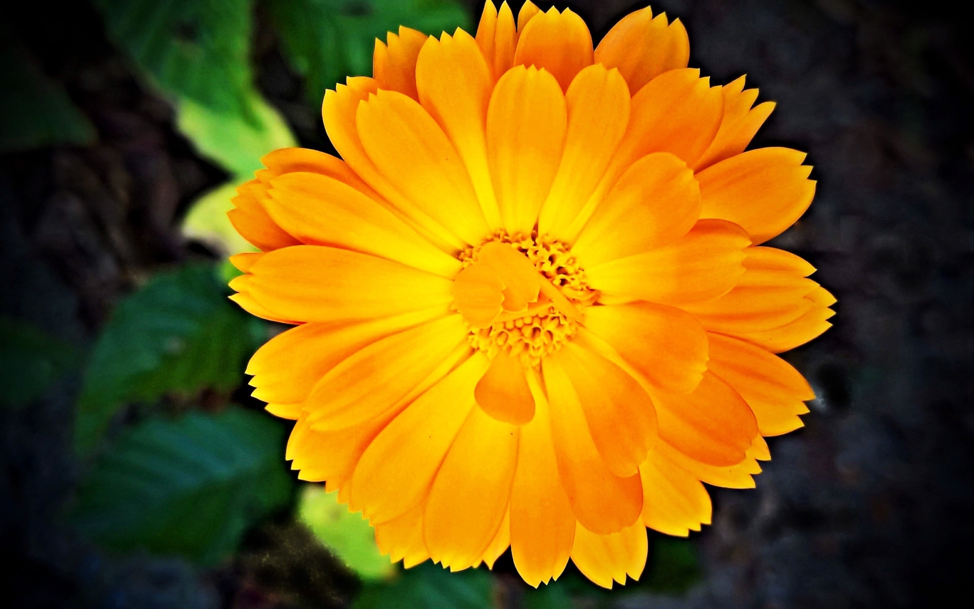 Оранжевый цветок календулы крупным планом