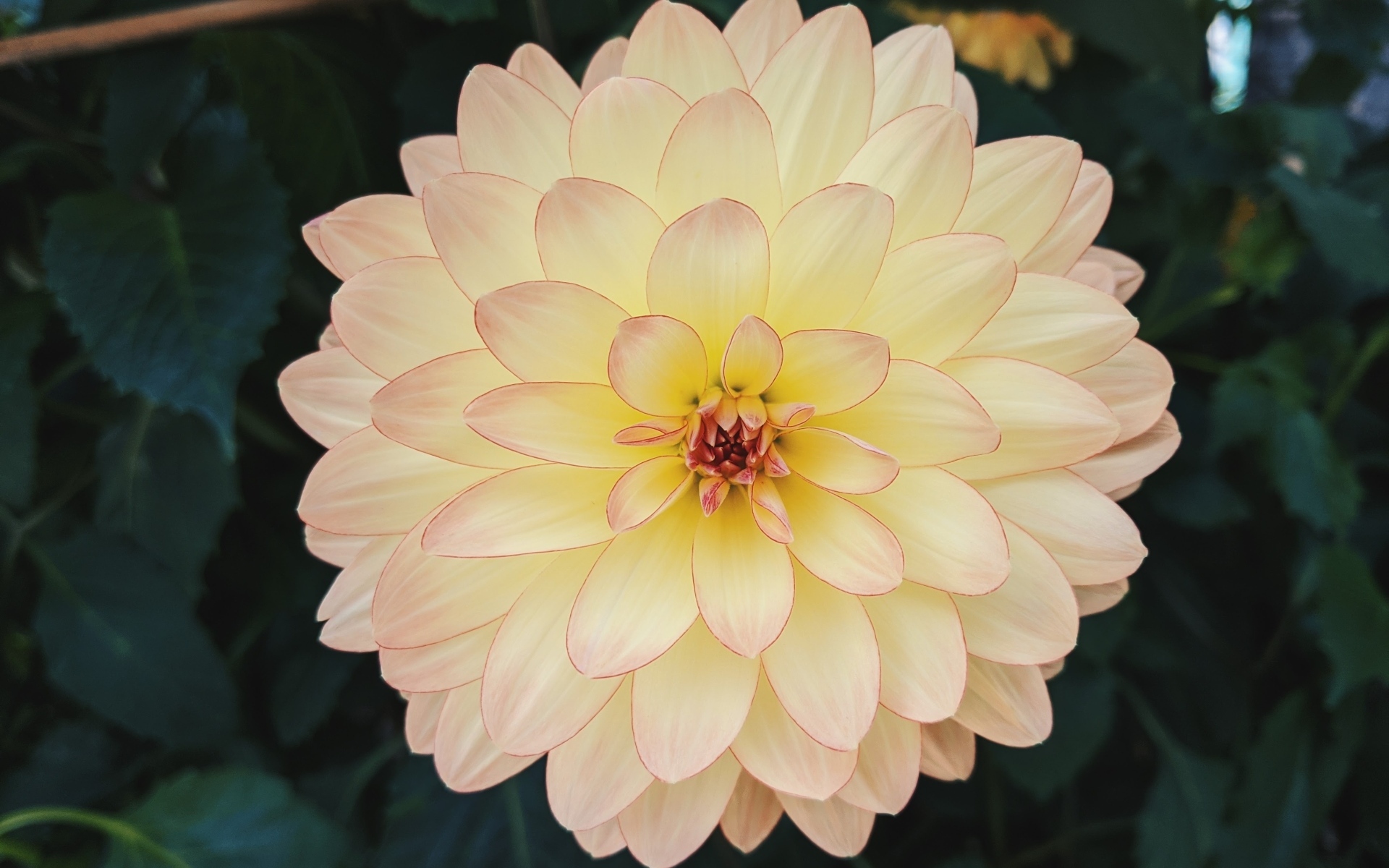 Розовый с желтым цветок пышной георгины