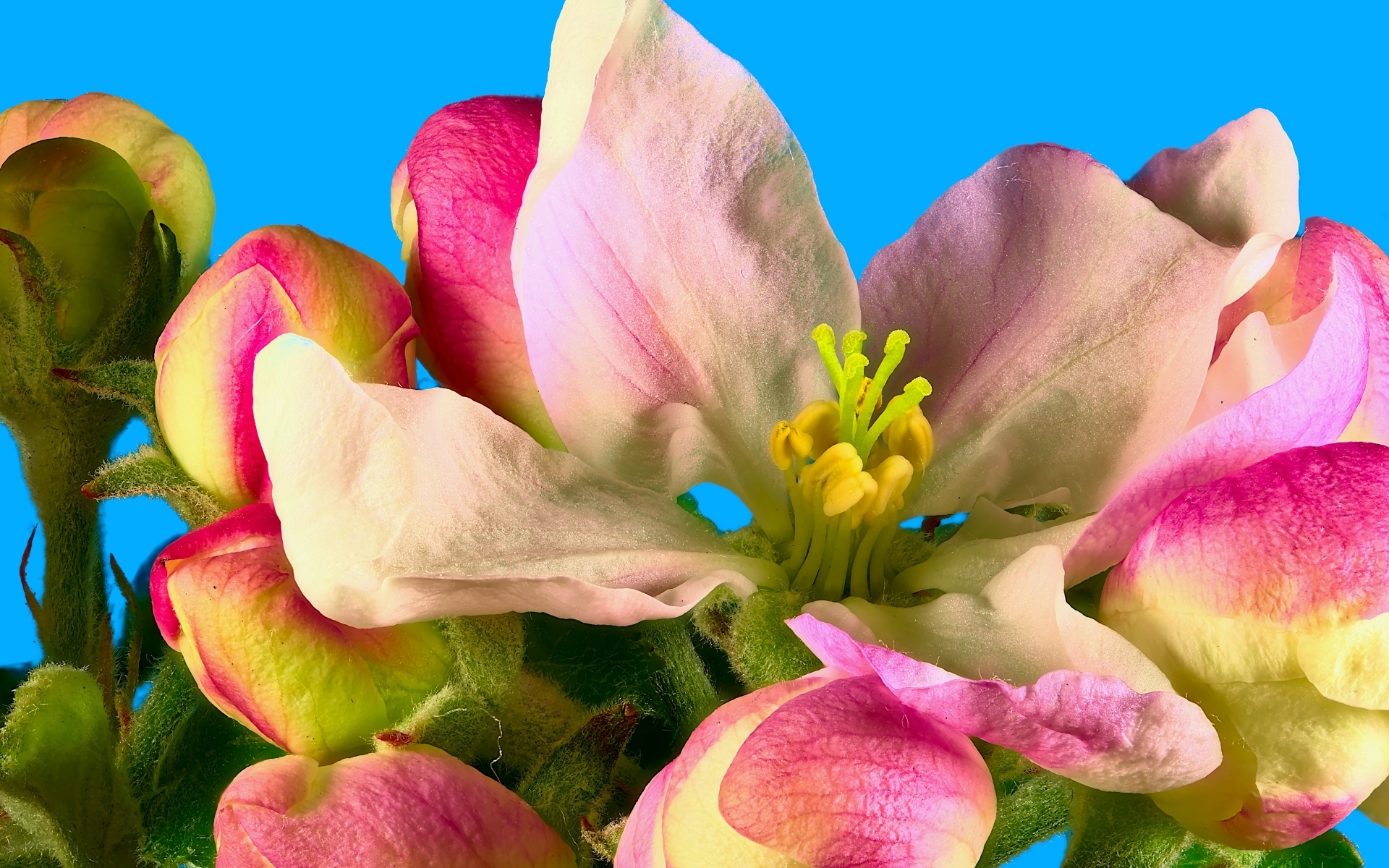 Розовые цветы яблони на ветке на фоне голубого неба