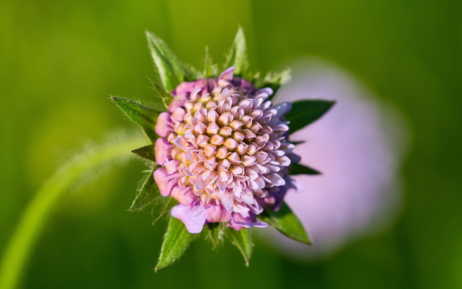 Розовый распускающийся цветок клевера