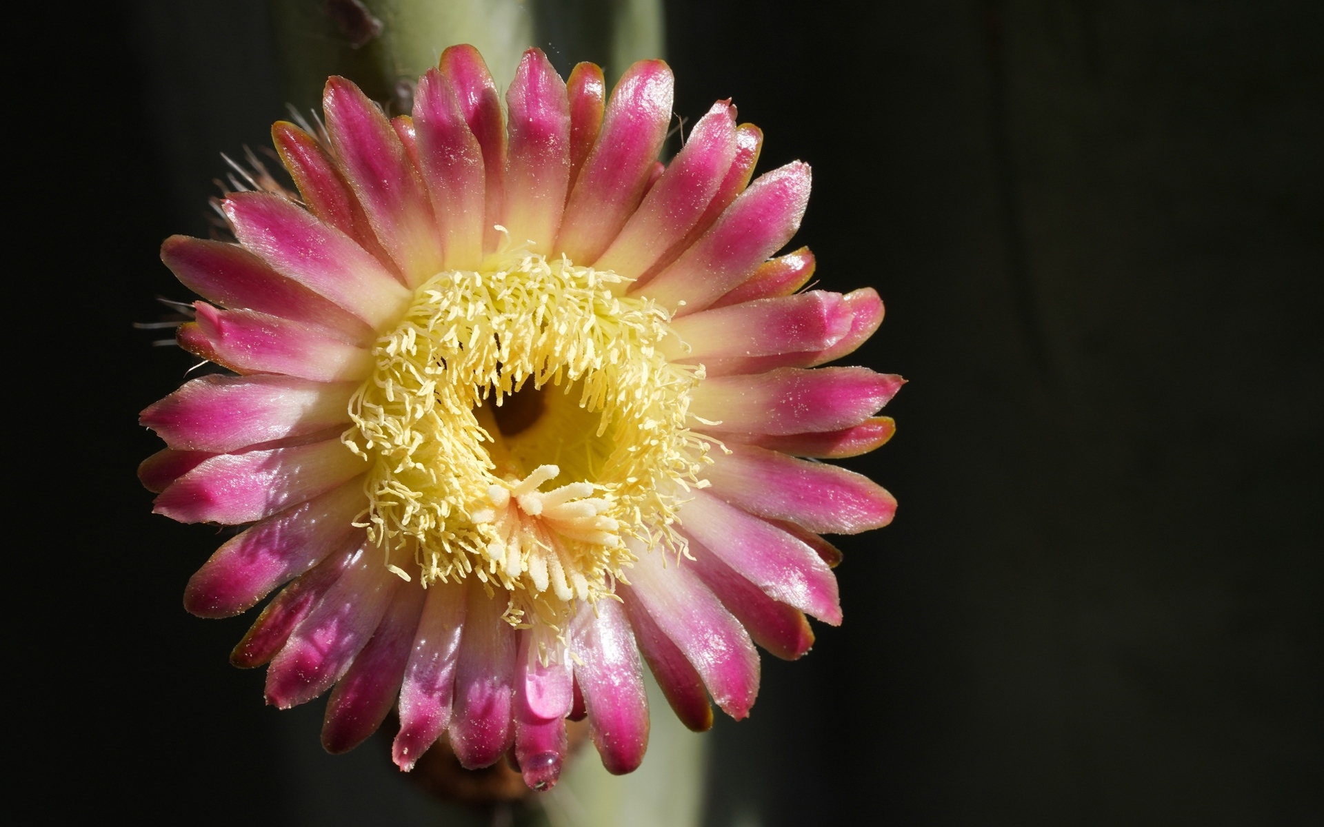 Розовый цветок кактуса на черном фоне