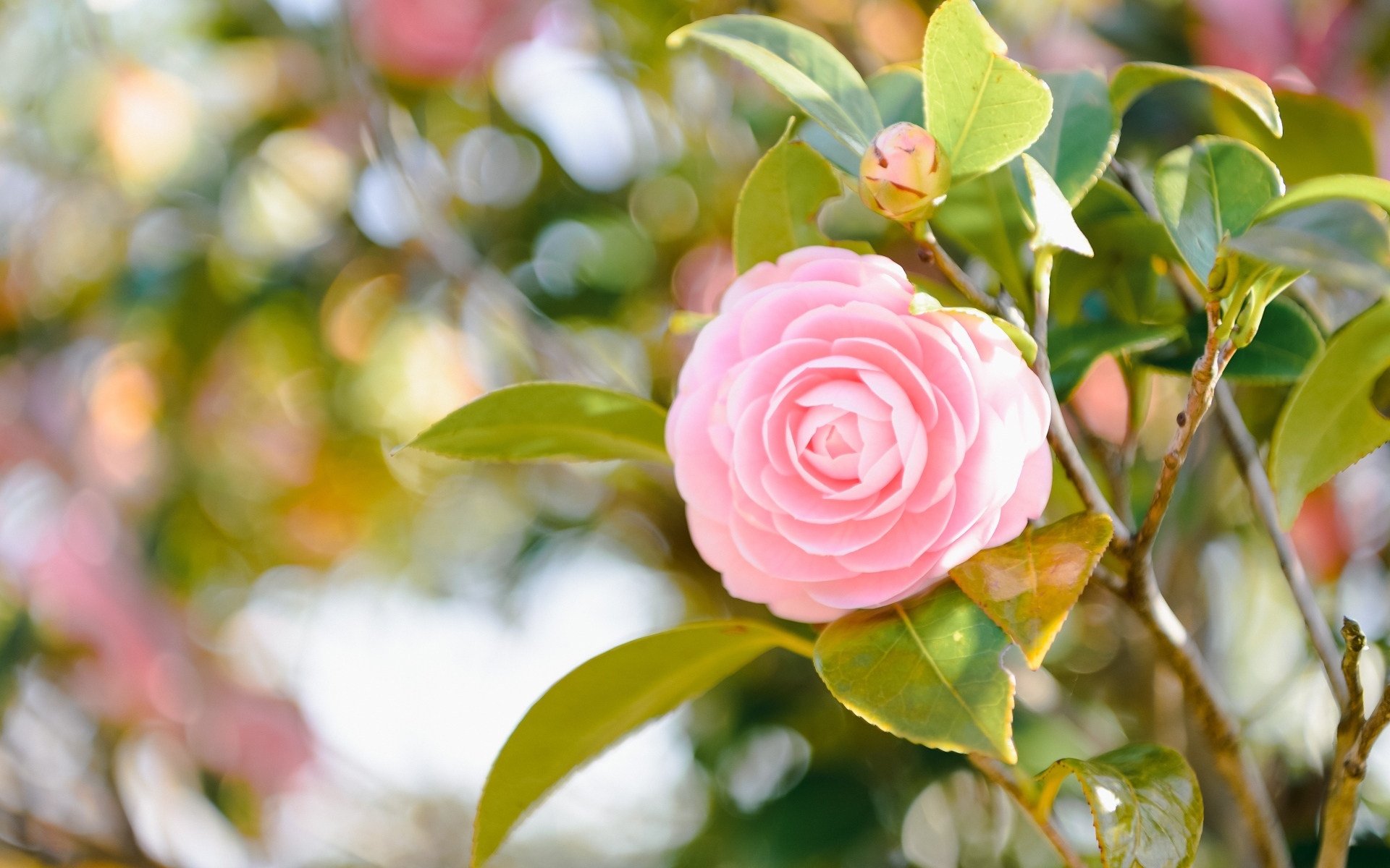 Розовый цветок камелии в лучах солнца на ветке