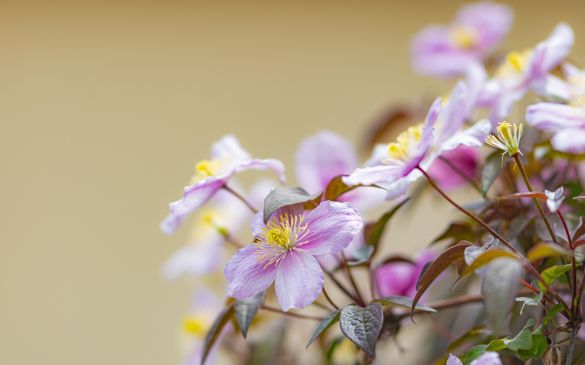 Розовые цветы клематиса на ветке