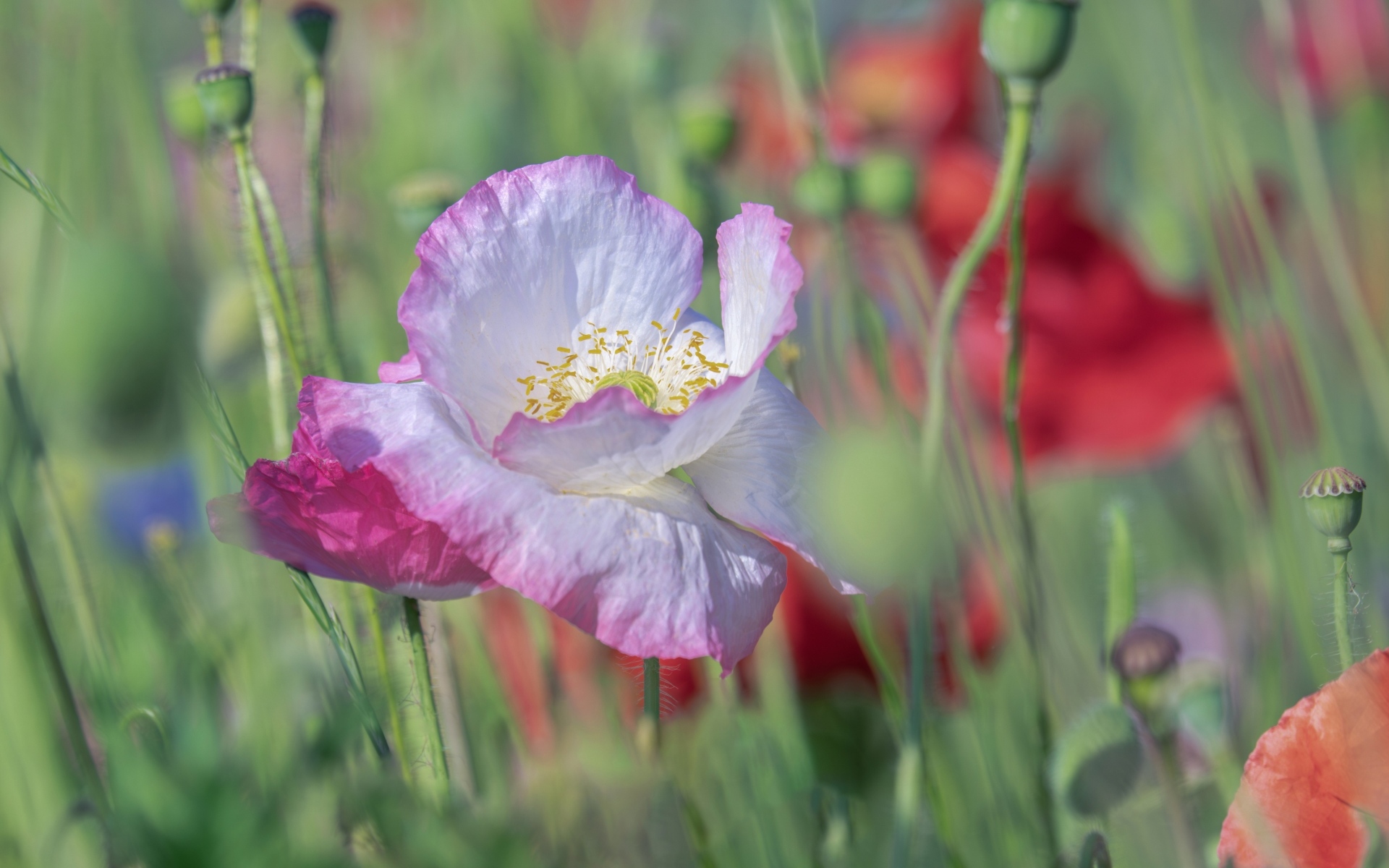 Розовый нежный цветок мака на поле крупным планом