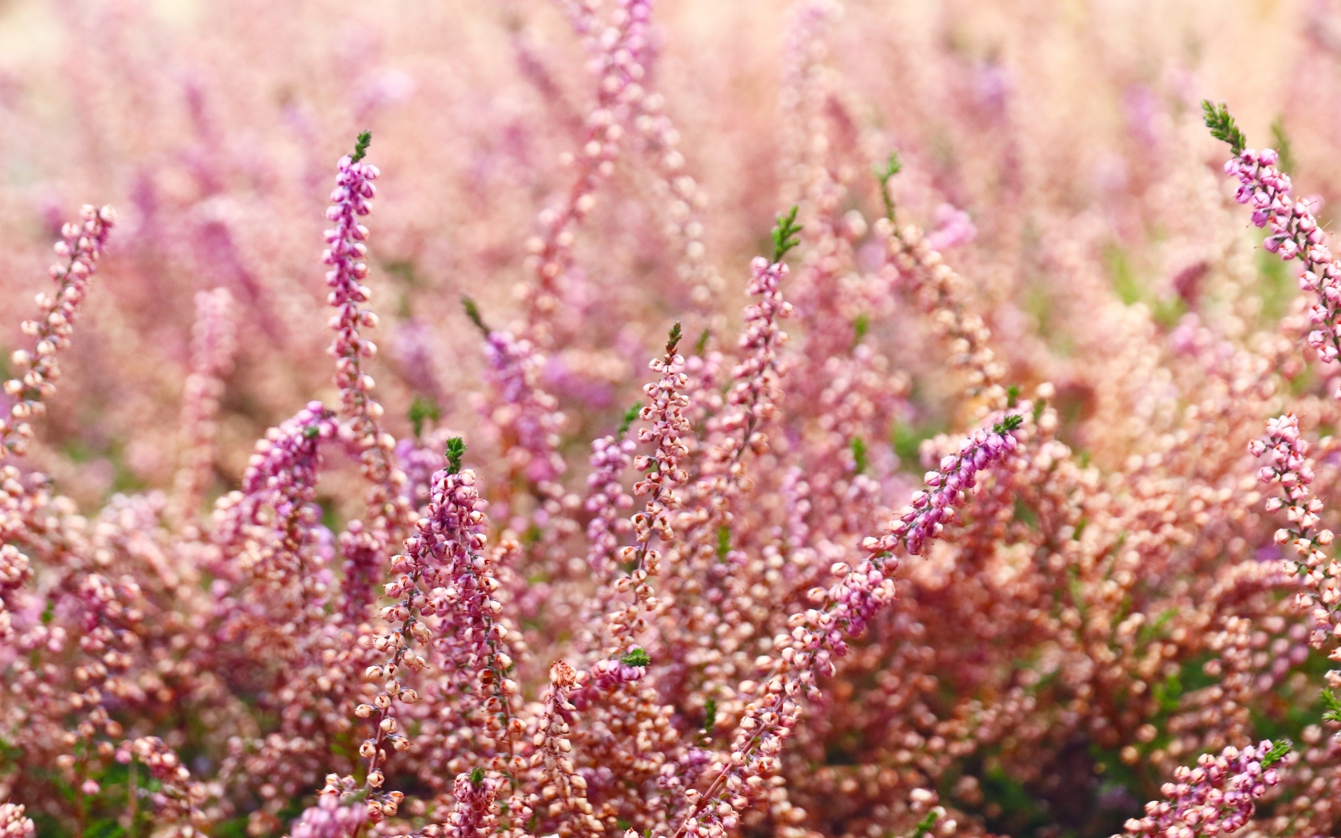 Розовые цветы полевого вереска