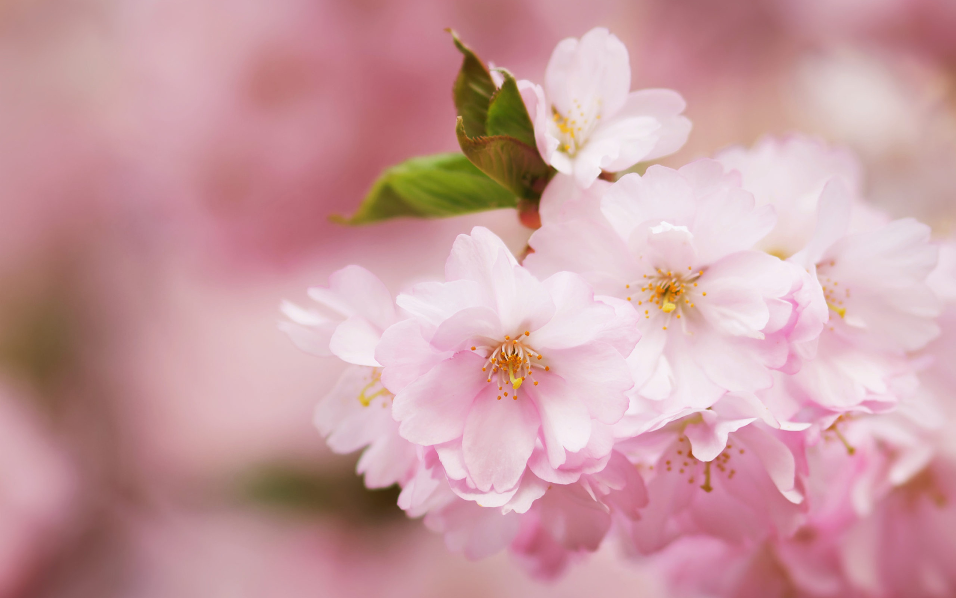 Розовые цветы на ветке с зелеными листьями весной