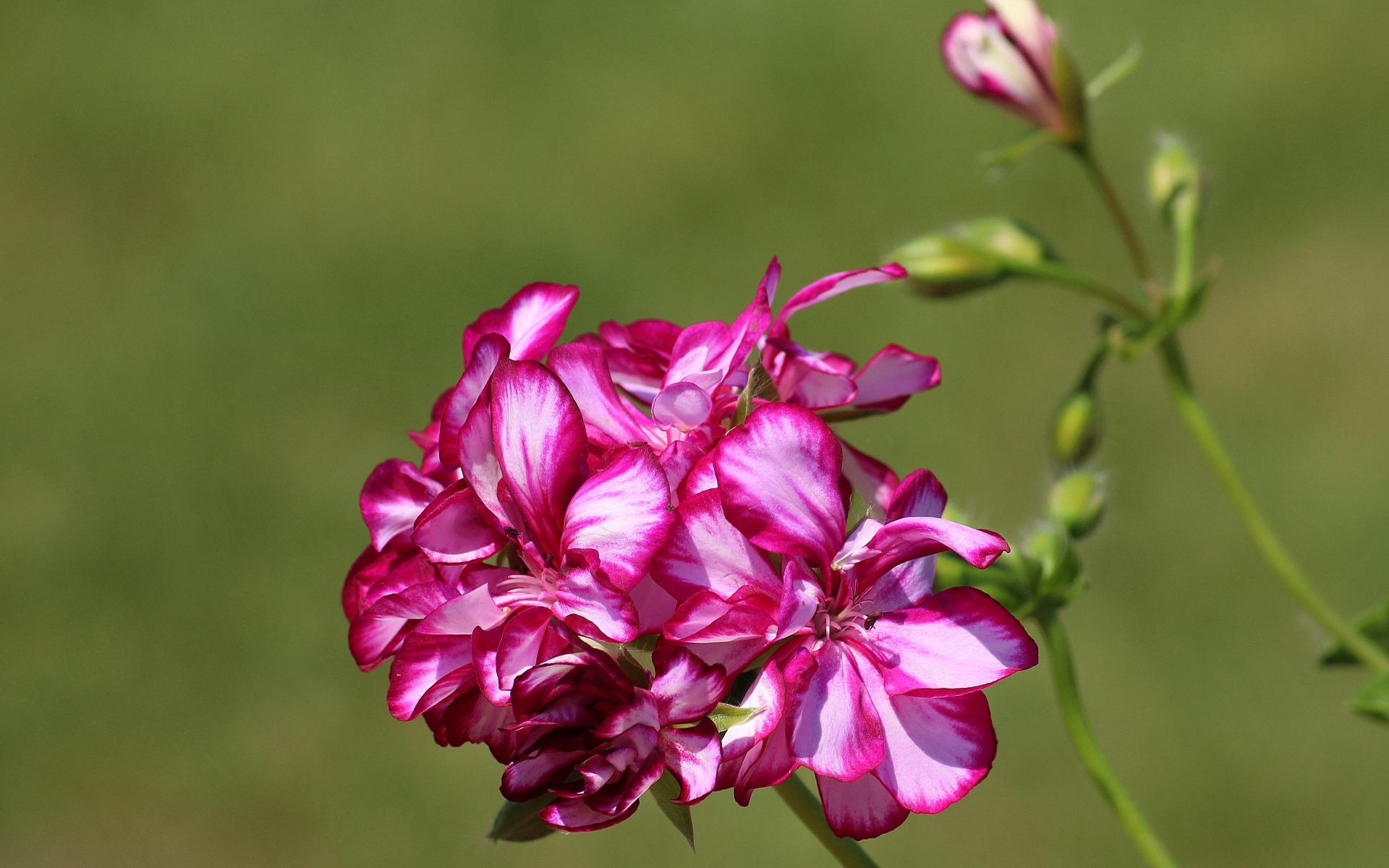 Розовые цветы герани крупным планом