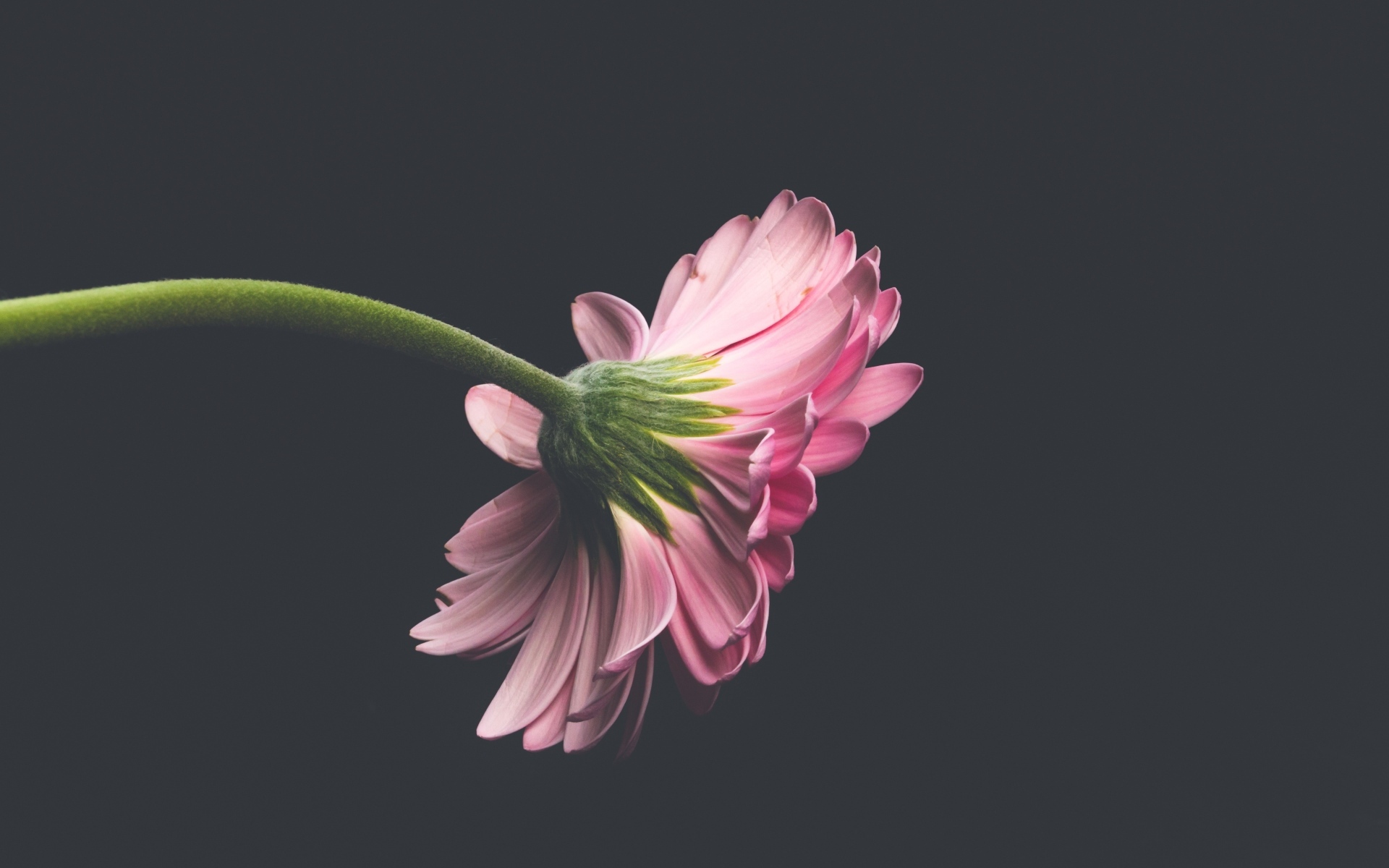 Розовый цветок герберы на сером фоне