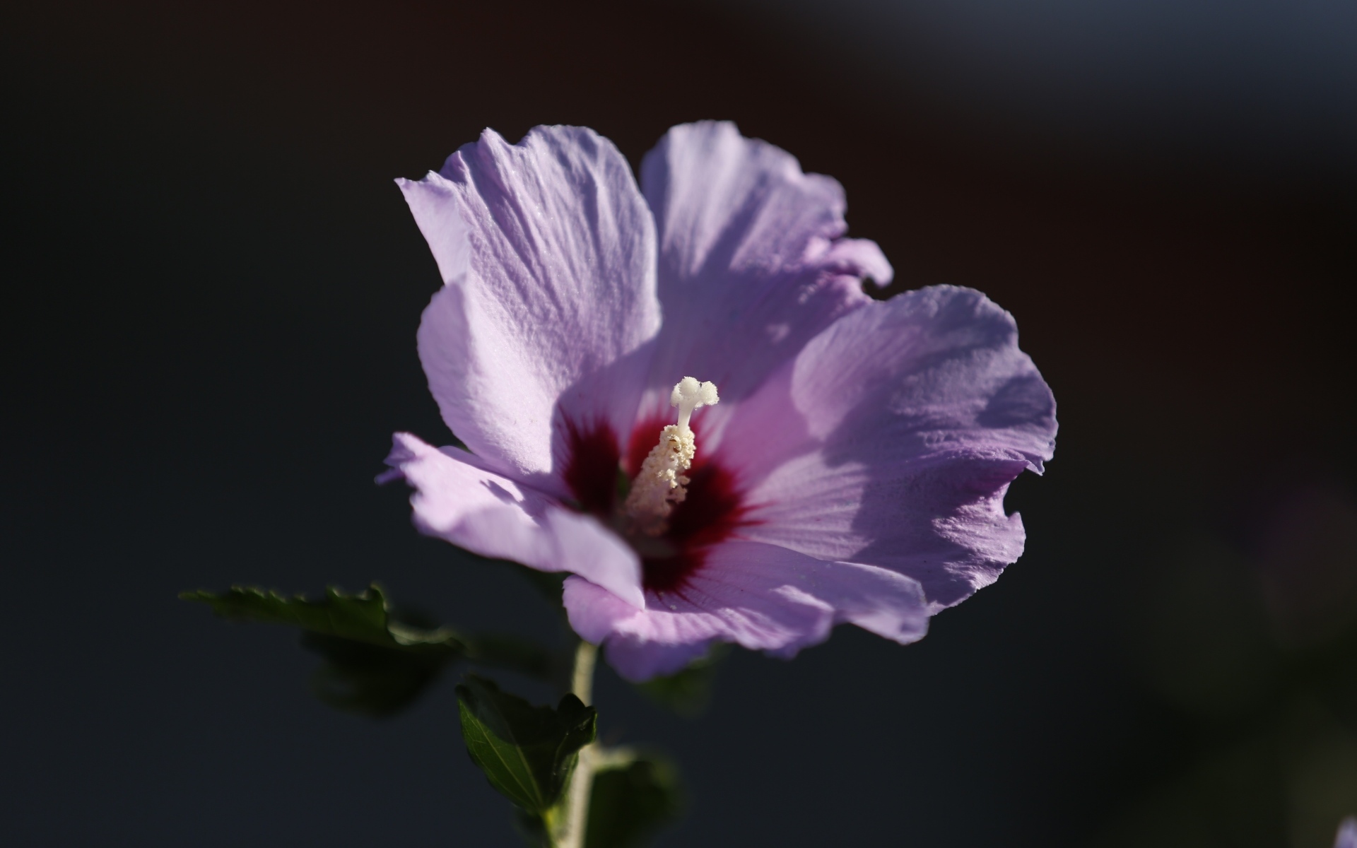 Розовый цветок гибискуса крупным планом