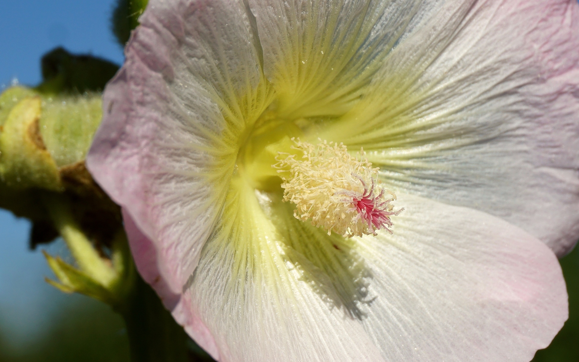 Розовый цветок гибискуса крупным планом