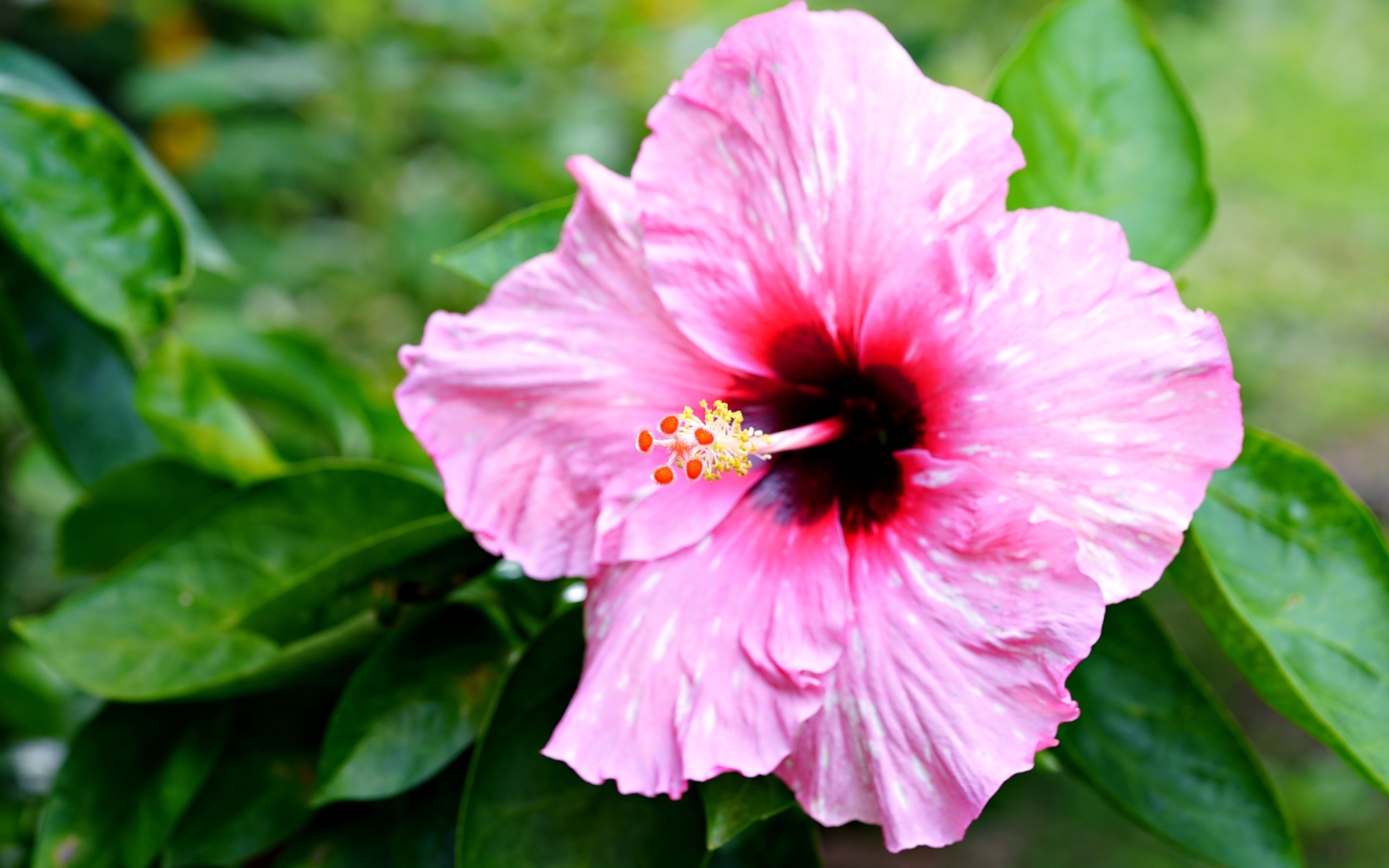 Розовый гибискус с зелеными листьями крупным планом