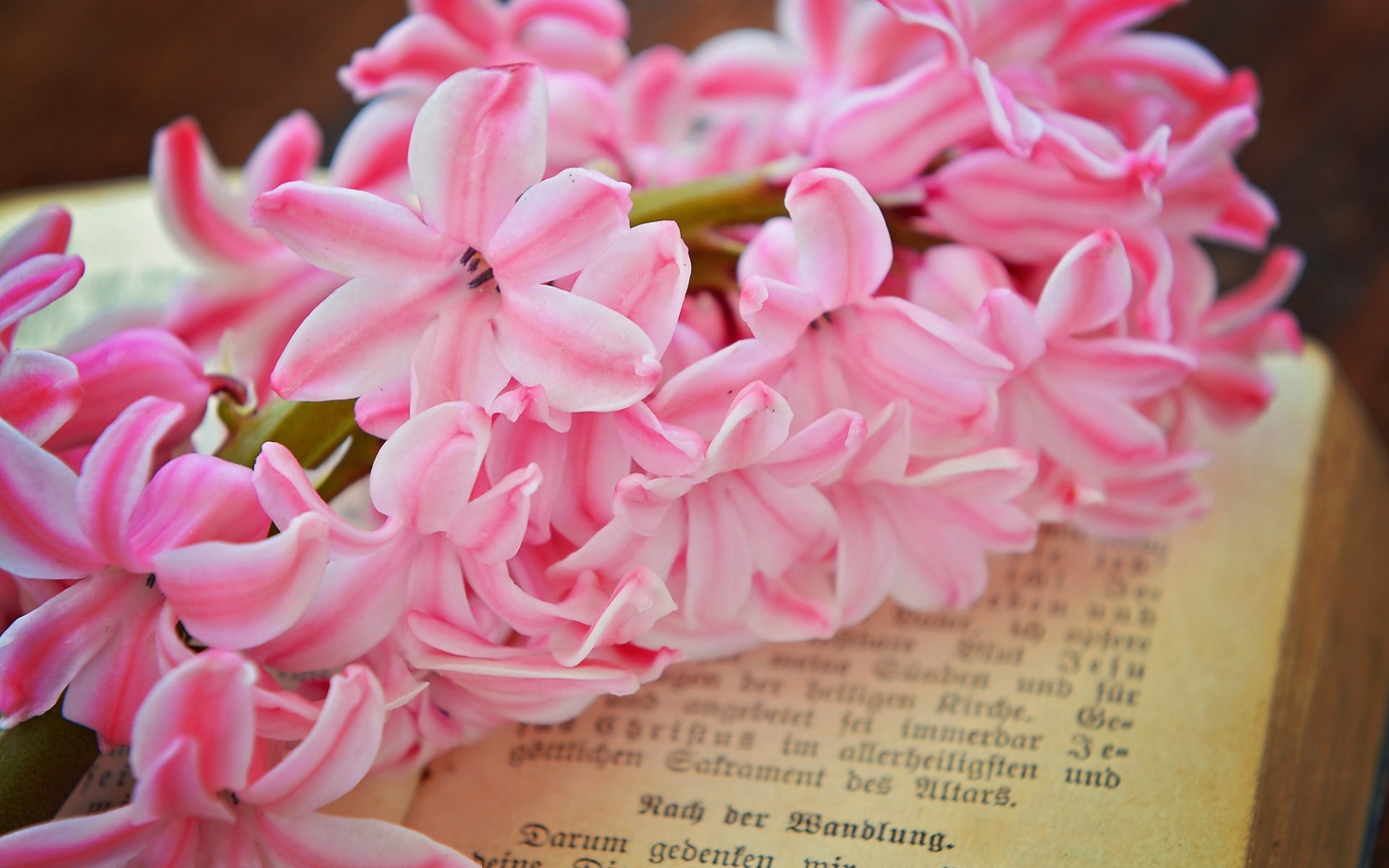 Розовый цветок гиацинта лежит на книге