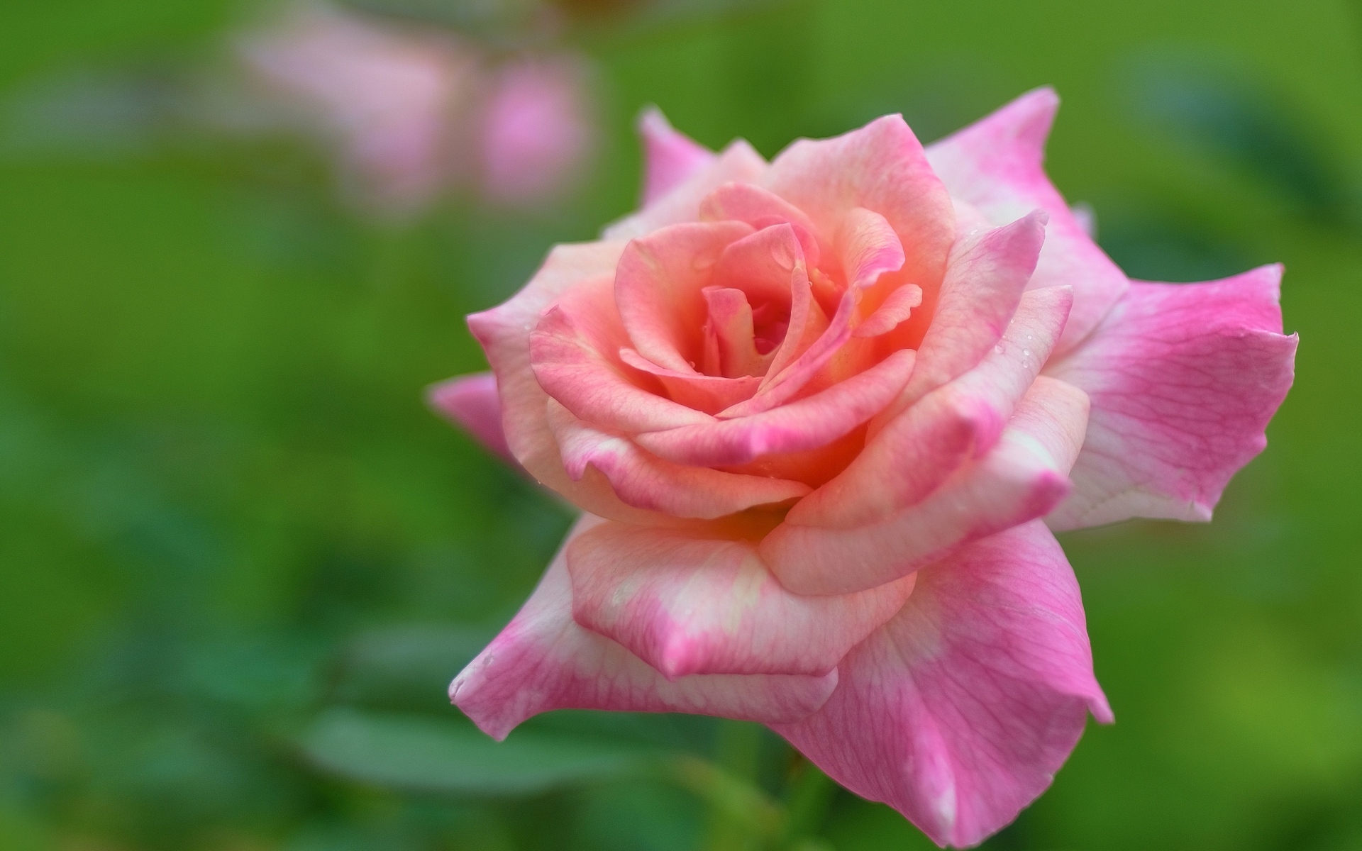 Розовая крупная роза на зеленом фоне