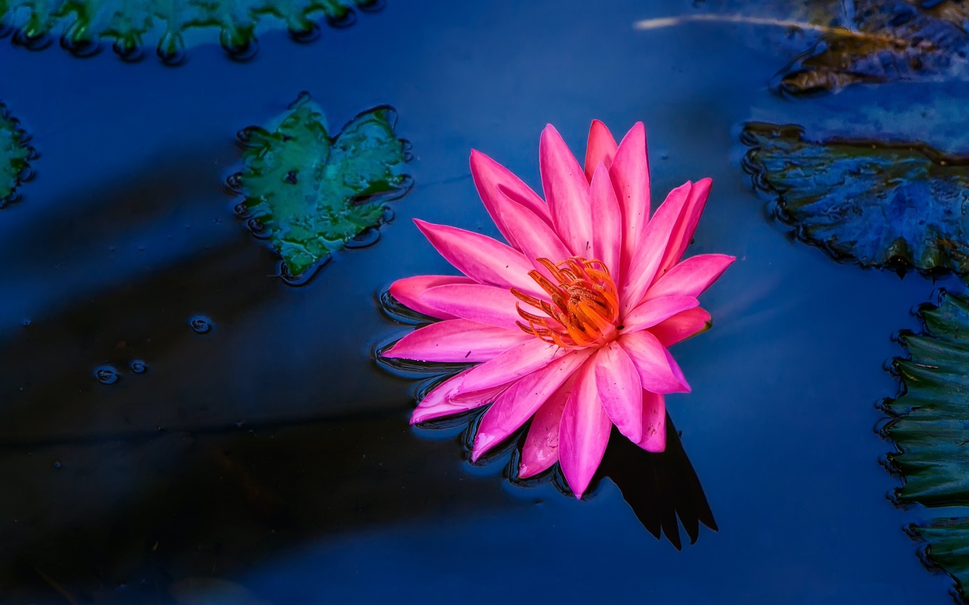 Розовый цветок лилии в воде 