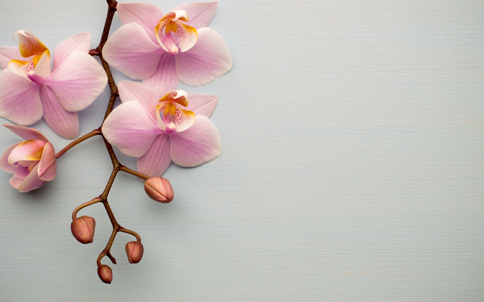 Розовые цветы орхидеи с бутонами на сером фоне