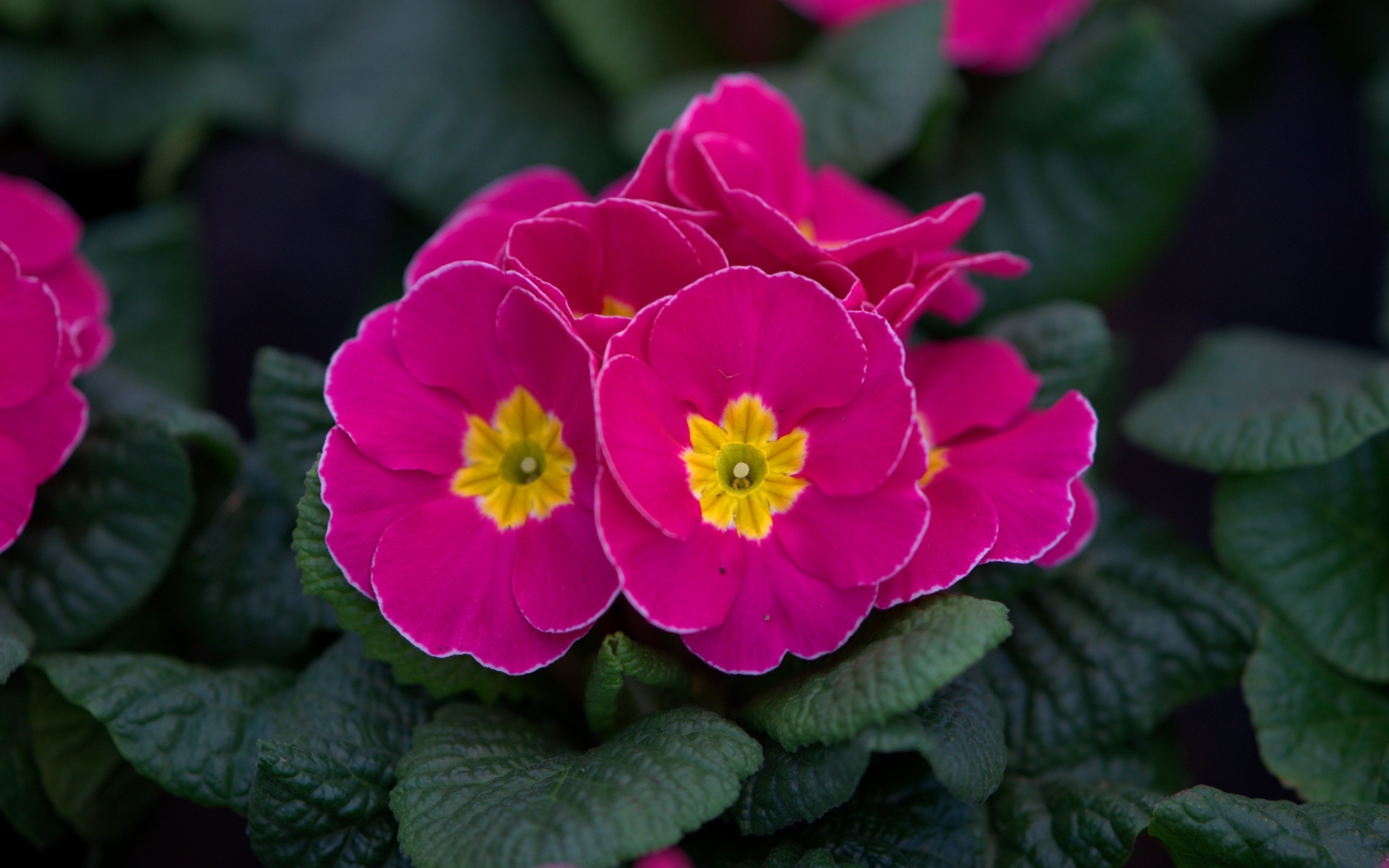 Розовый цветок примулы в горшке