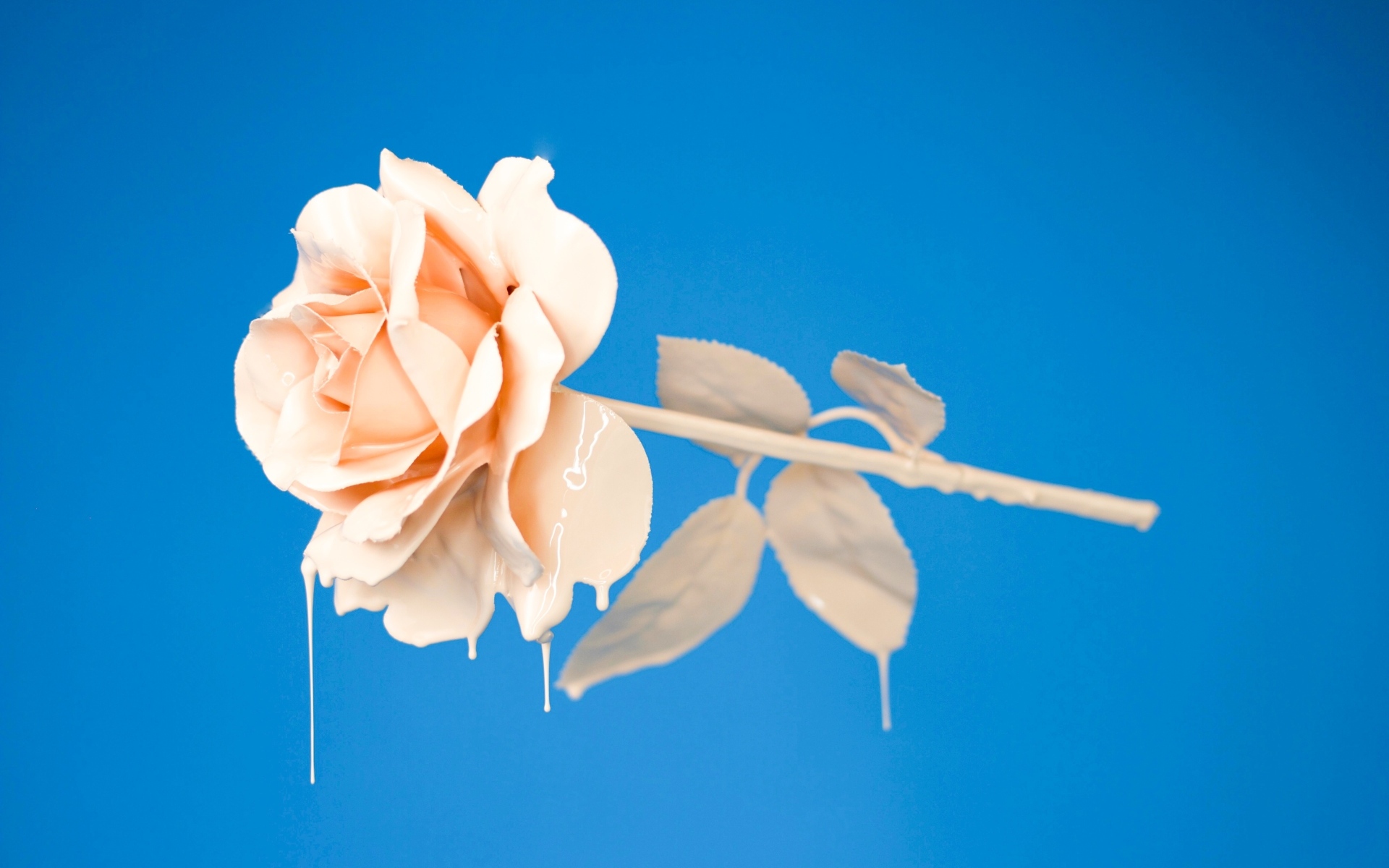 Розовая роза в краске на голубом фоне